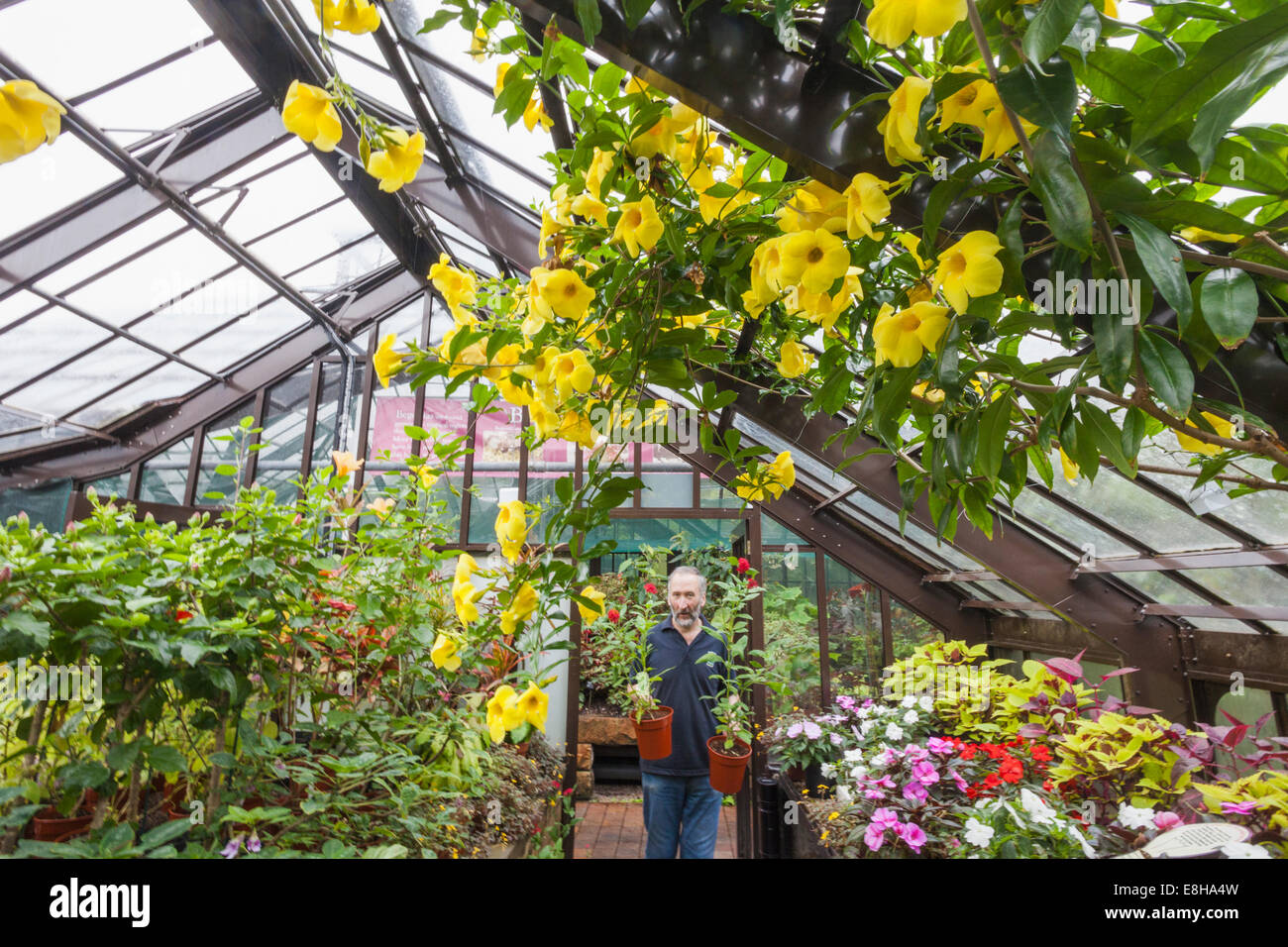 Scotland, Glasgow, Botanic Gardens, Greenhouse Stock Photo Alamy