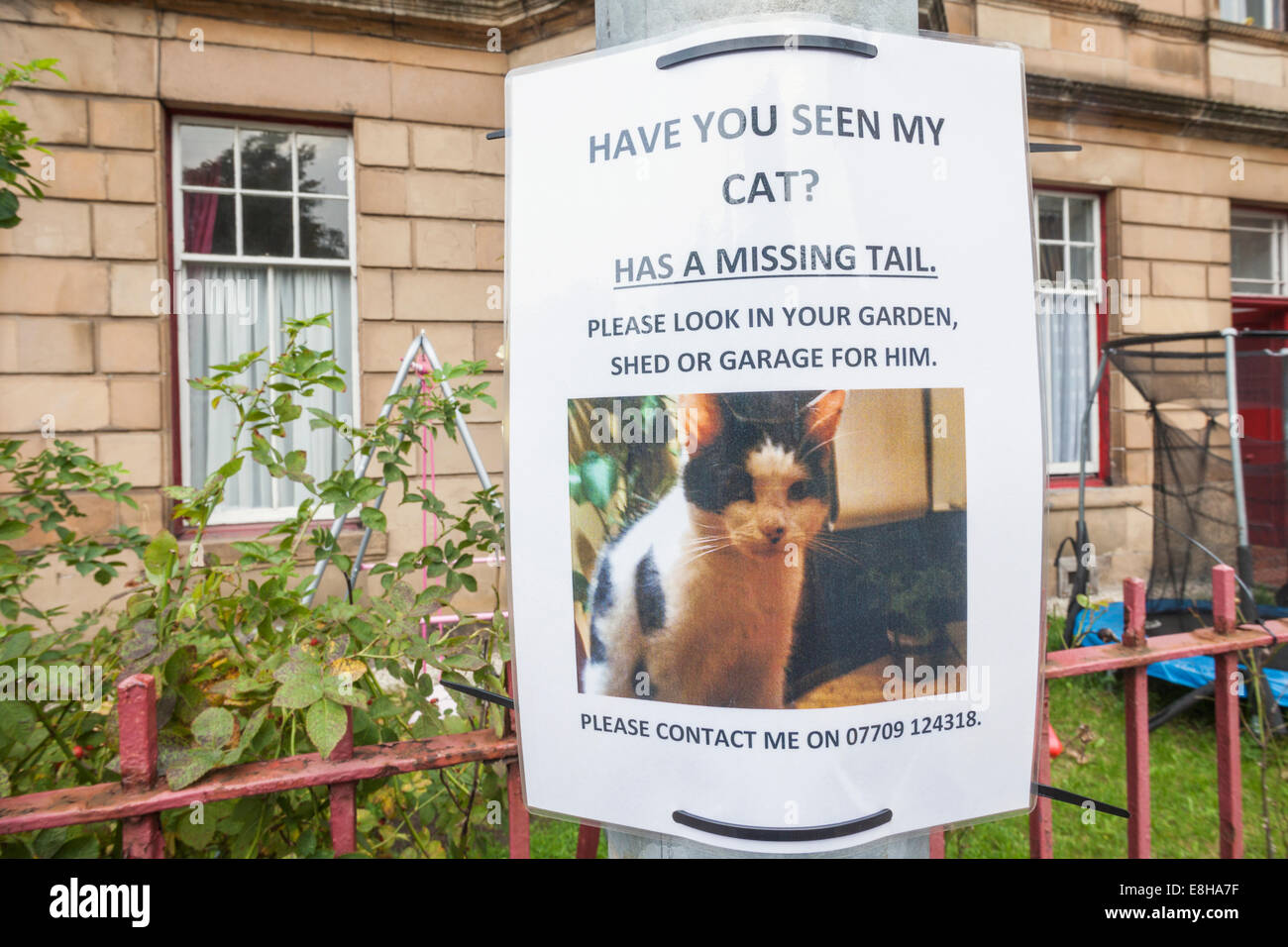 Scotland, Glasgow, Missing Cat Notice Stock Photo
