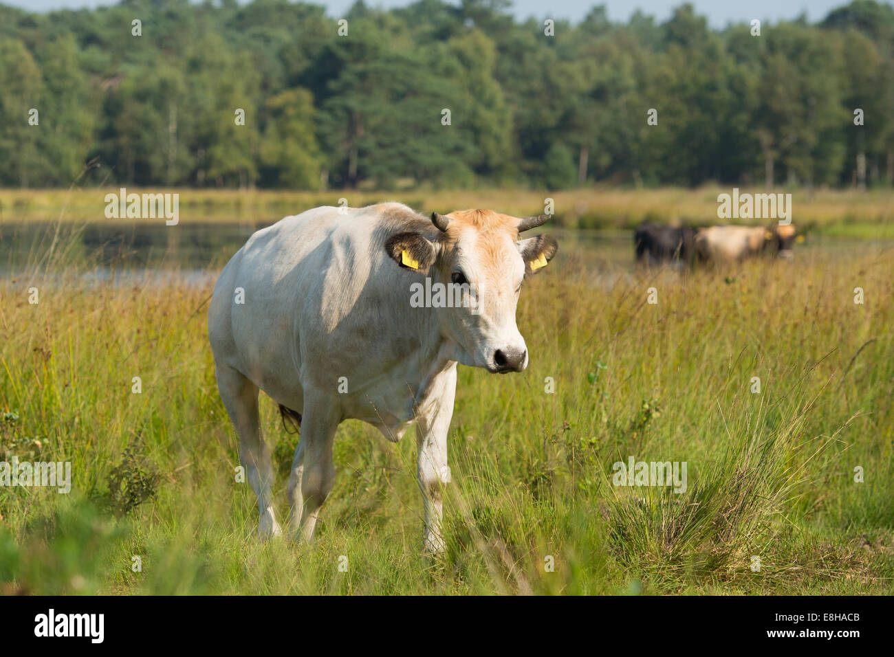 Piedmontese cattle cows drinking in nature lake Stock Photo Alamy
