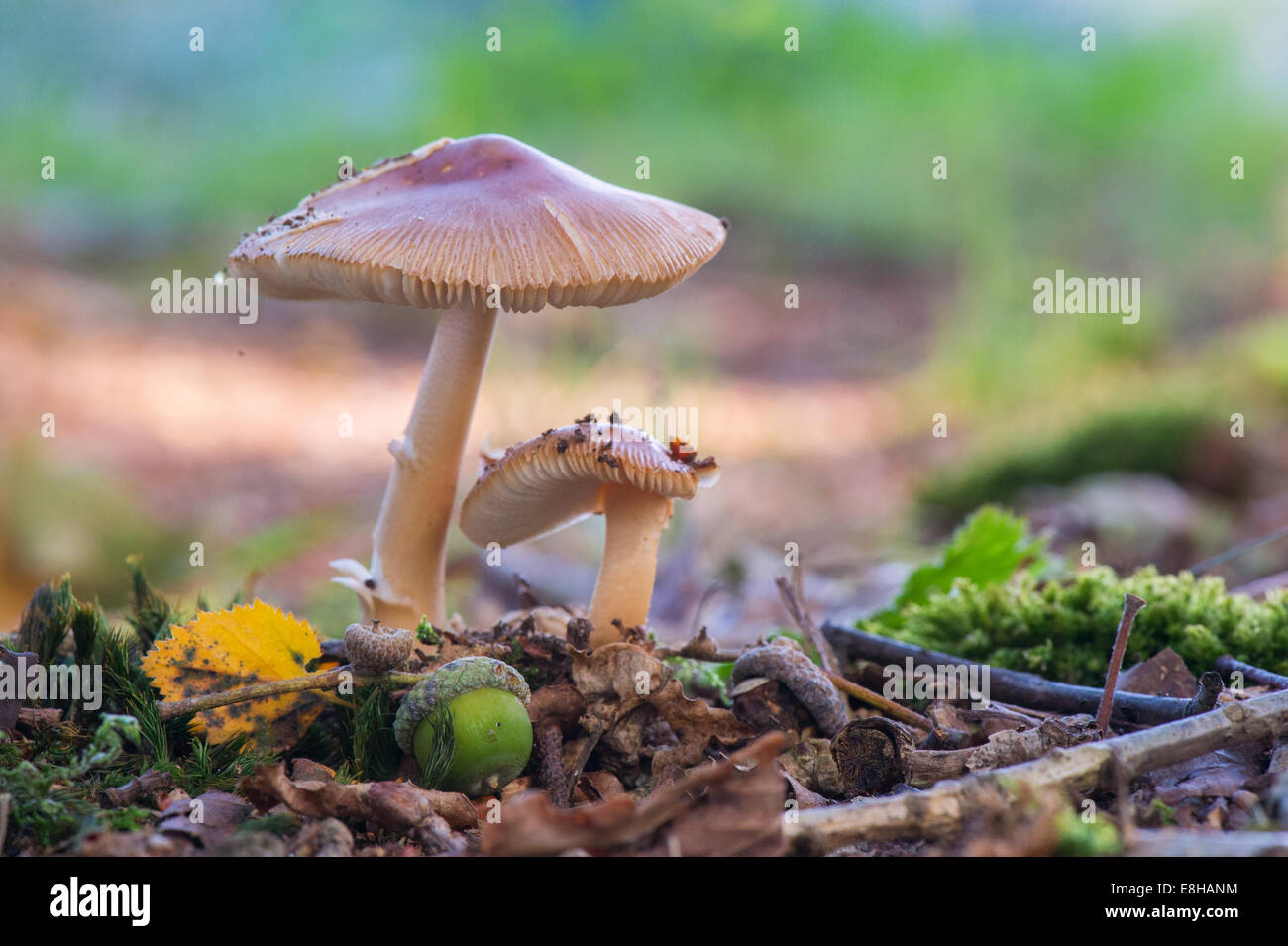 Mushrooms in nature with acorn Stock Photo