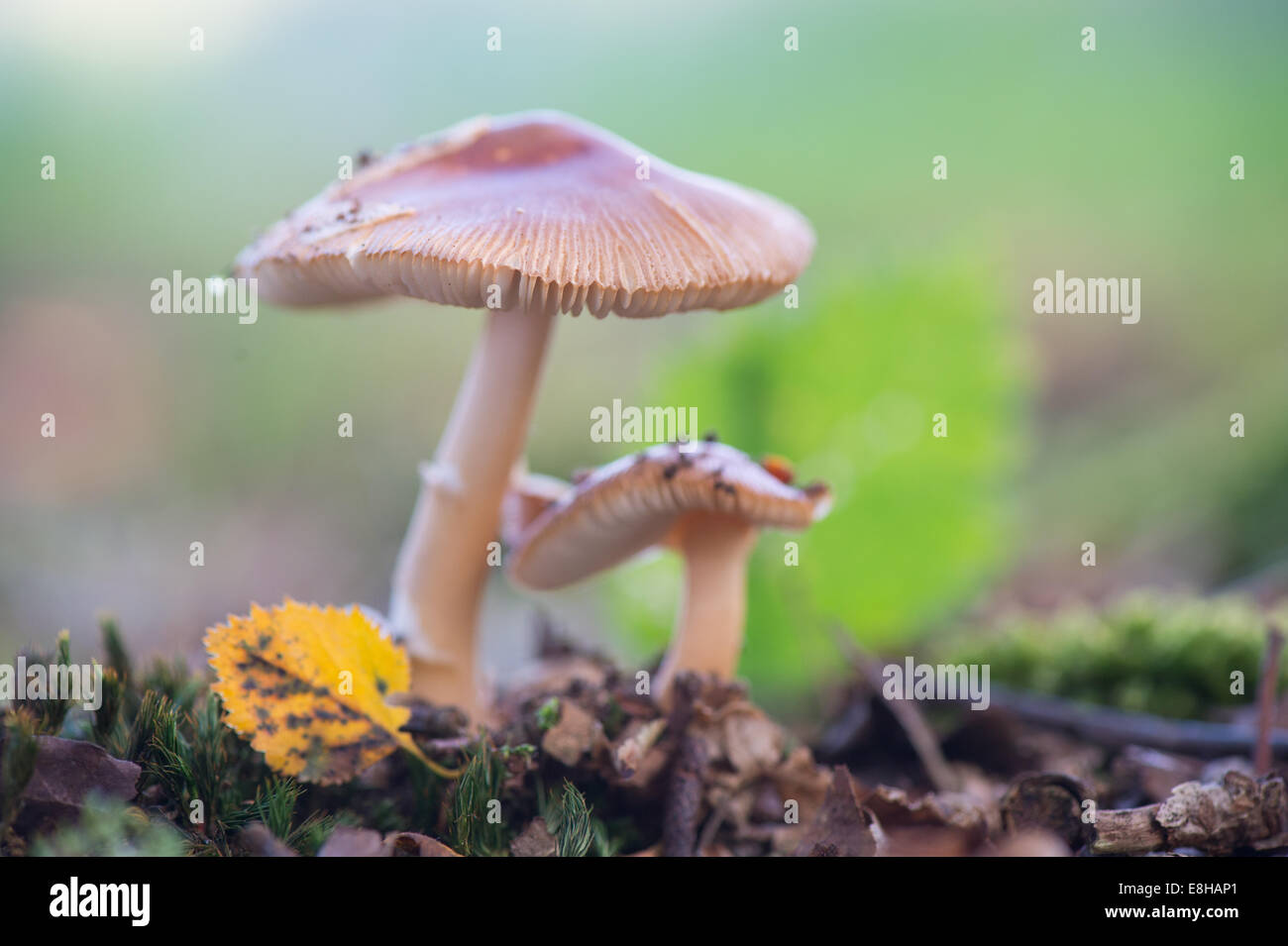 Mushrooms in nature with leaves Stock Photo