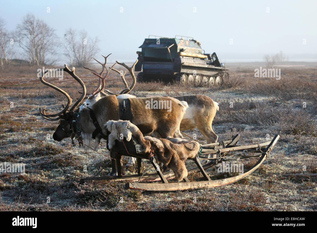 Reindeer sledge and an all-terrain vehicle, vezdekhod in Russian, in the tundra near Lovozero on the Kola Peninsula, Russia Stock Photo