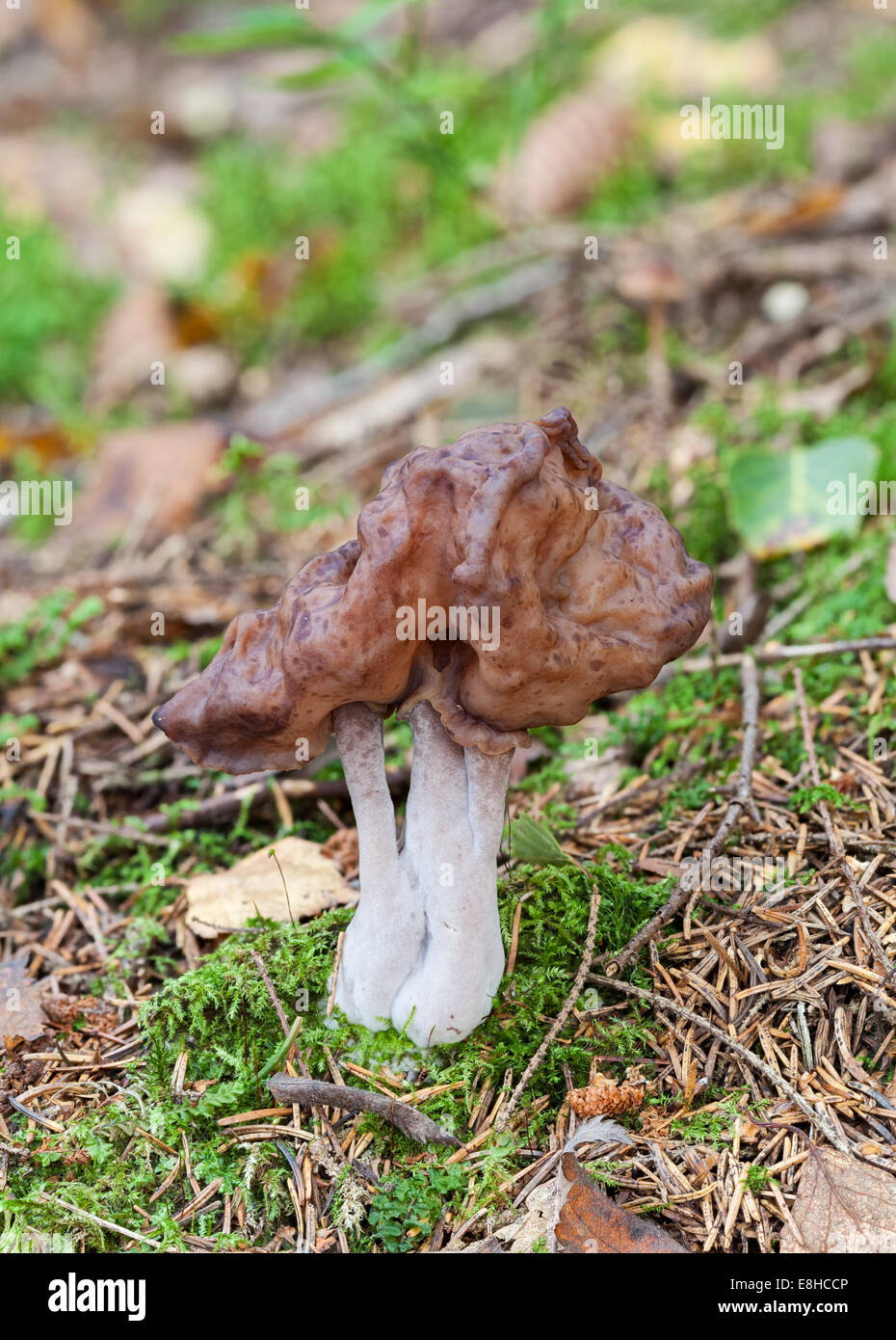 Hooded false morel mushroom Stock Photo