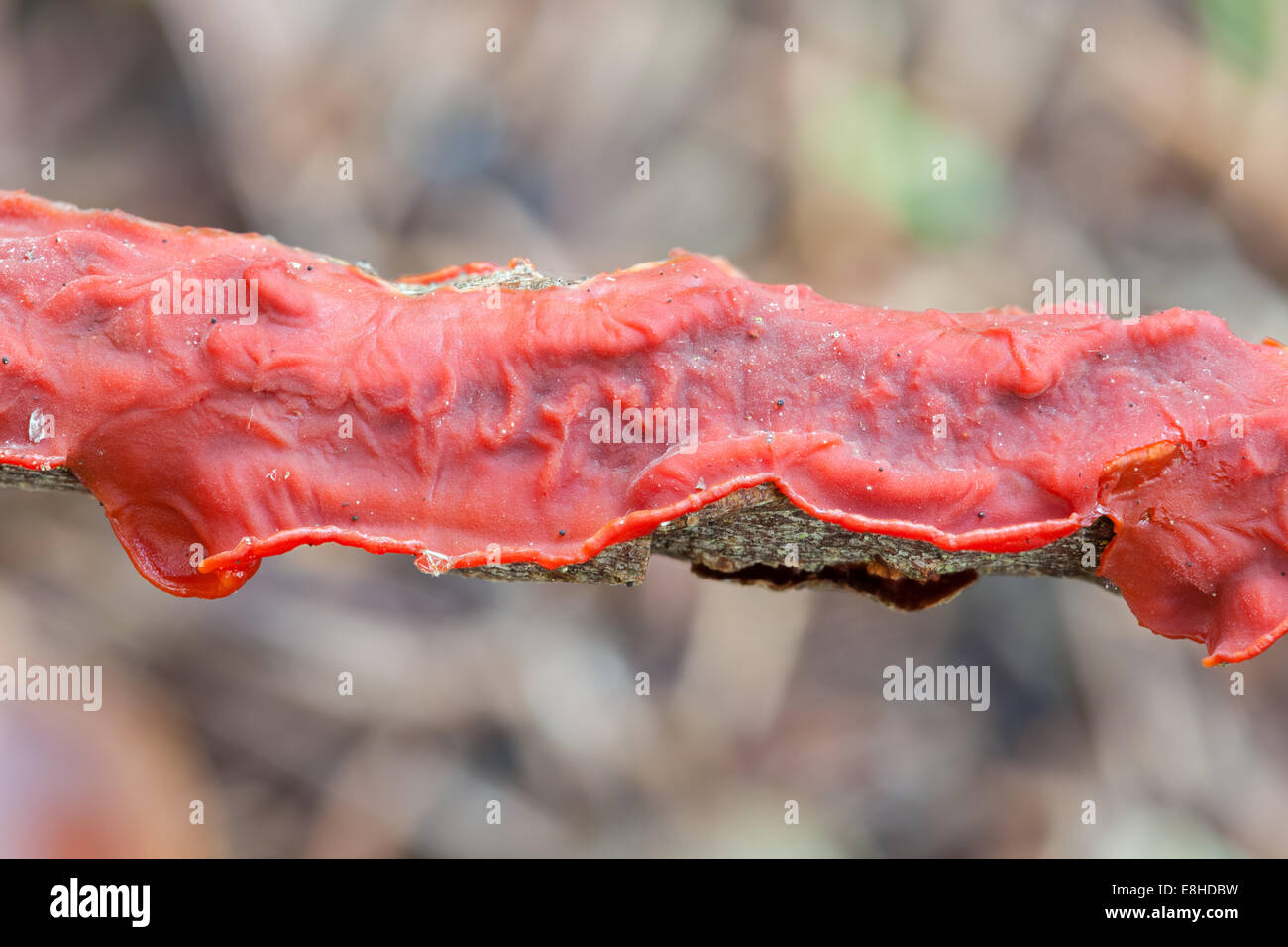 Corticium salicinum mushroom Stock Photo