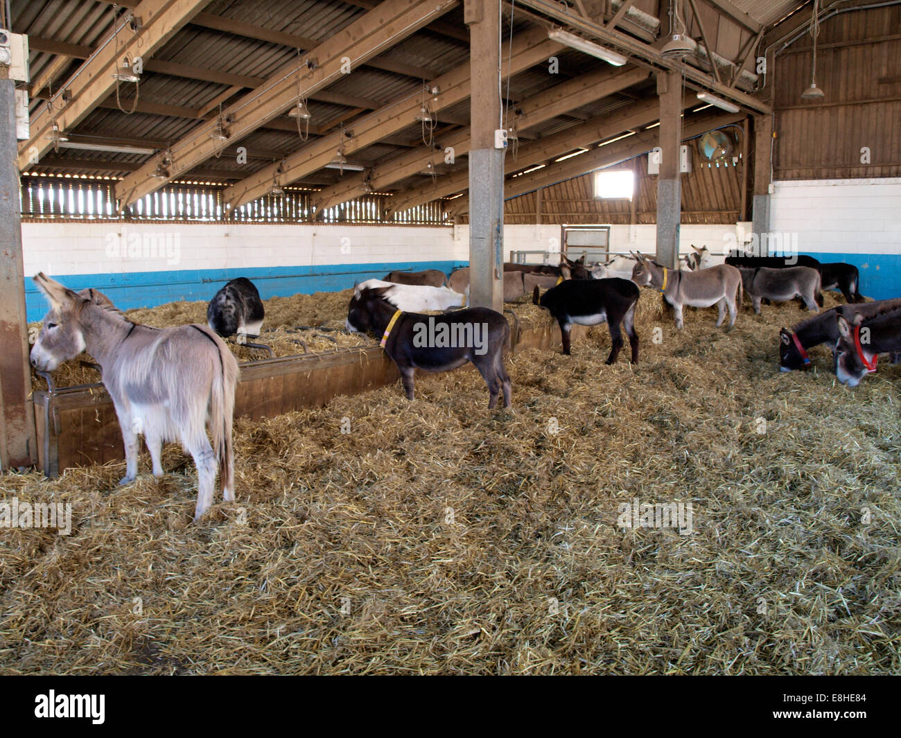 Donkeys in a barn, The Sidmouth Donkey Sanctuary, Devon, UK Stock Photo