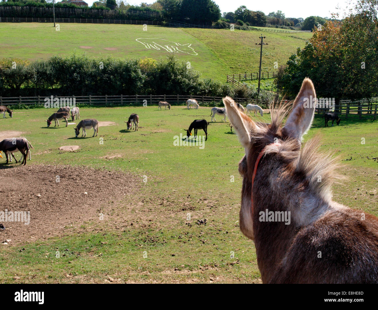 The Sidmouth Donkey Sanctuary, Devon, UK Stock Photo Alamy