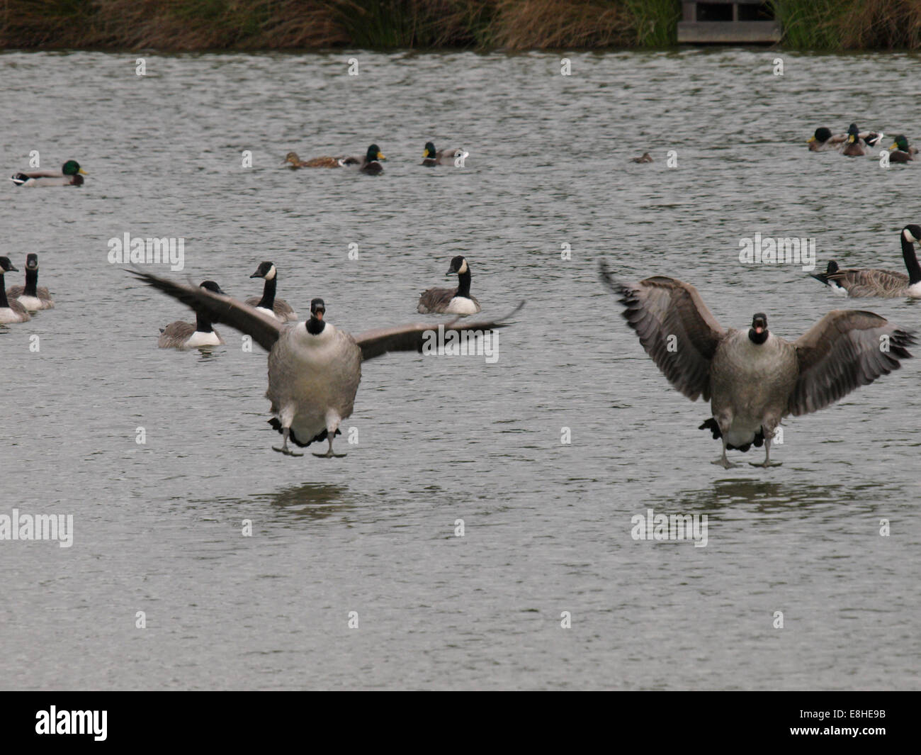 canada goose migration from uk