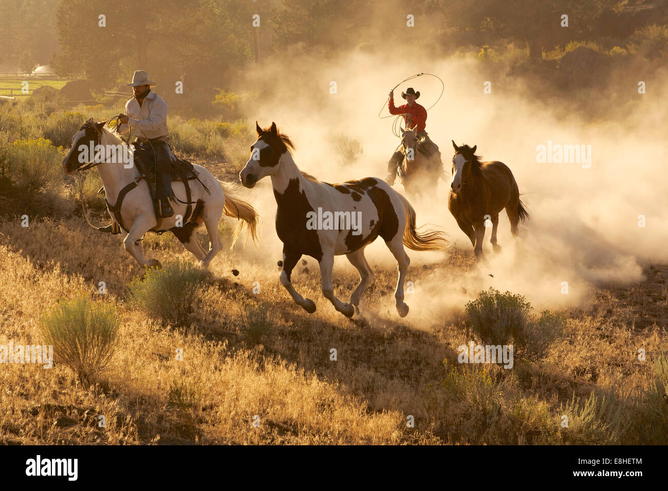 Ranch work horses and cowboys Stock Photo