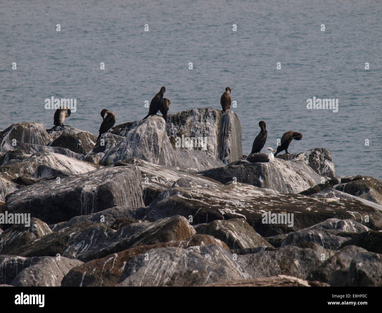 Cormorants, Phalacrocoracidae on rocks at the end of the cob, Lyme Regis, Dorset, UK Stock Photo