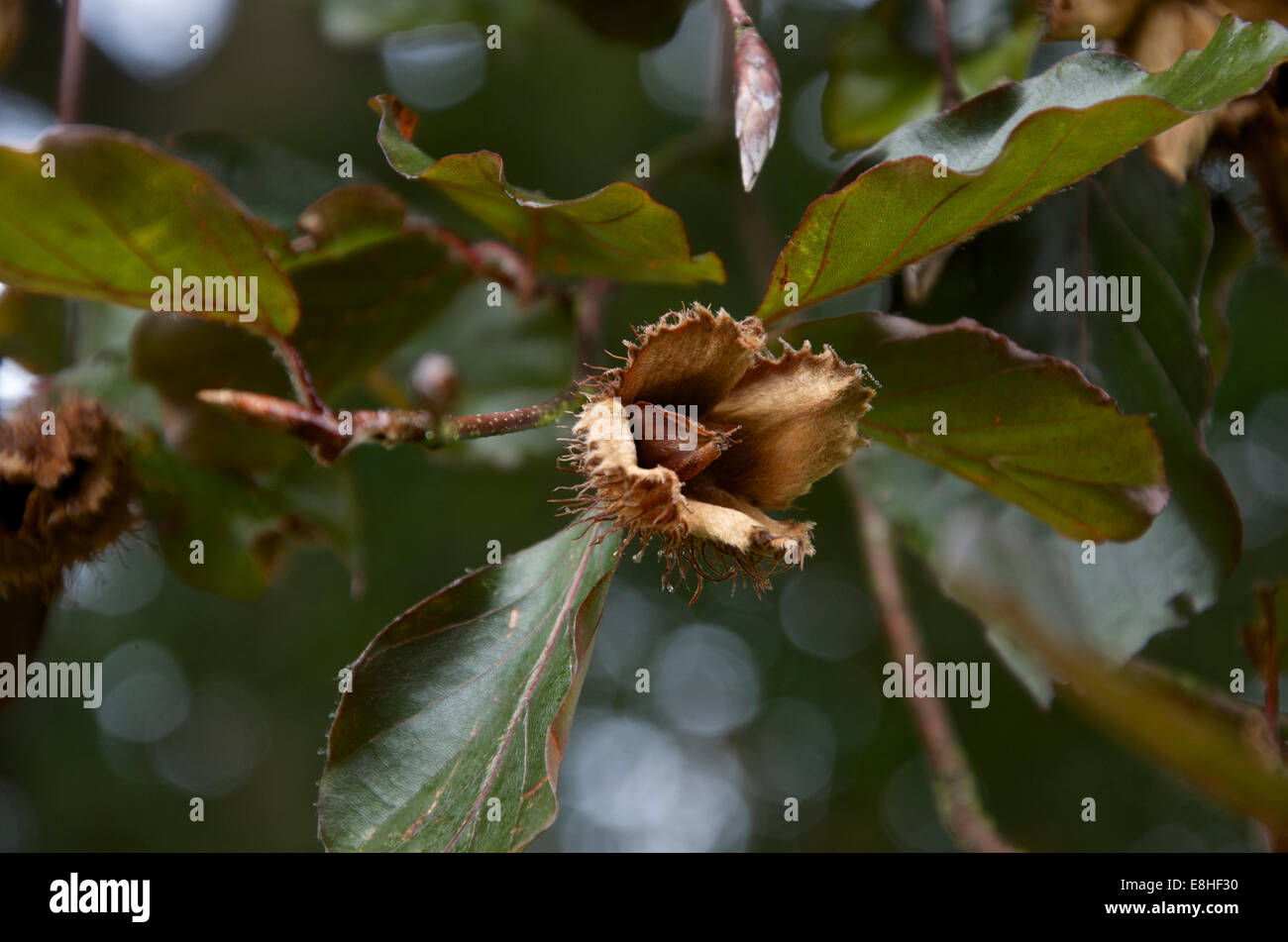 Beech nut on a tree. Stock Photo