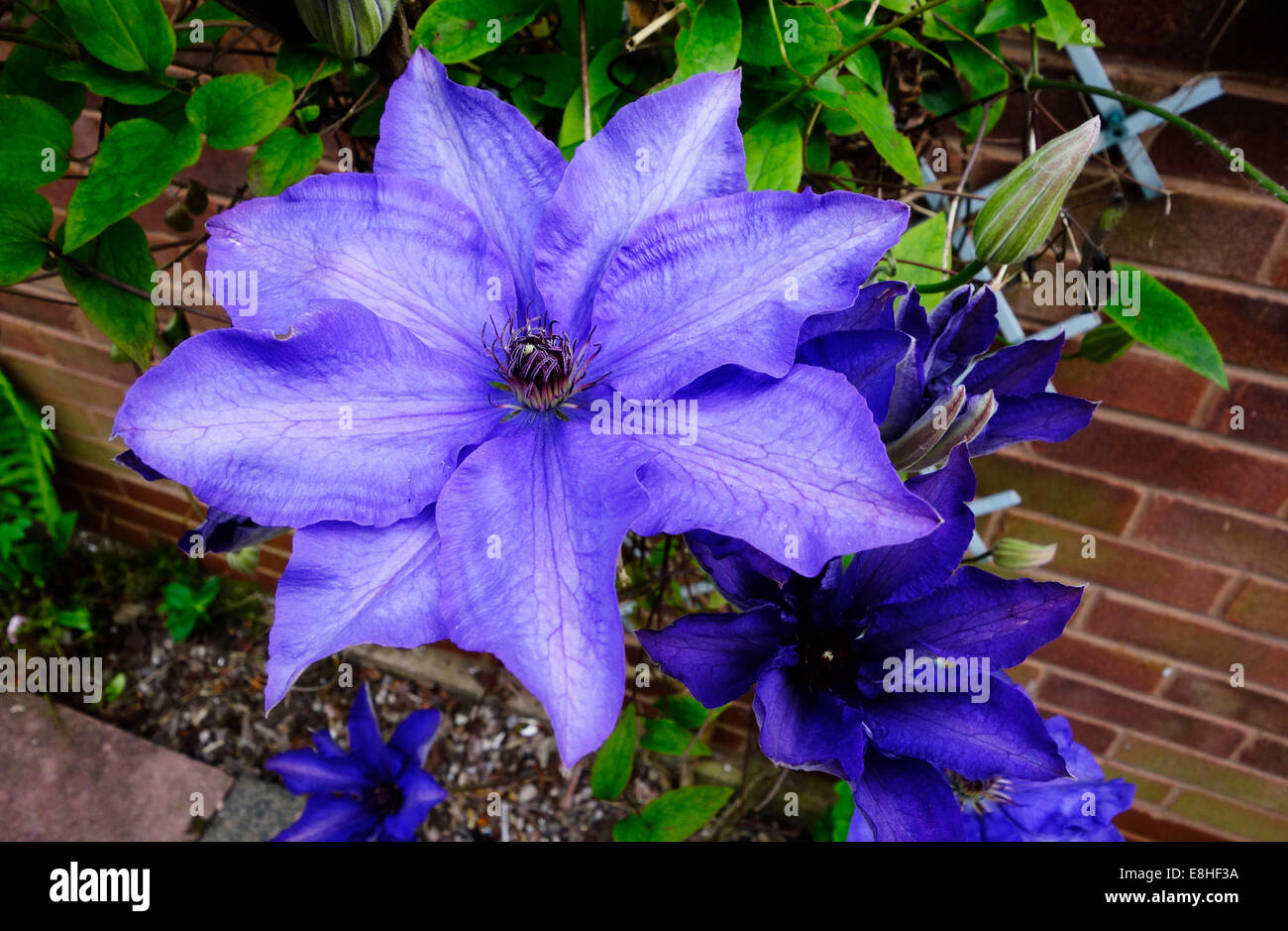 Clematis cultivar  'General Sikorski' in Flower Stock Photo