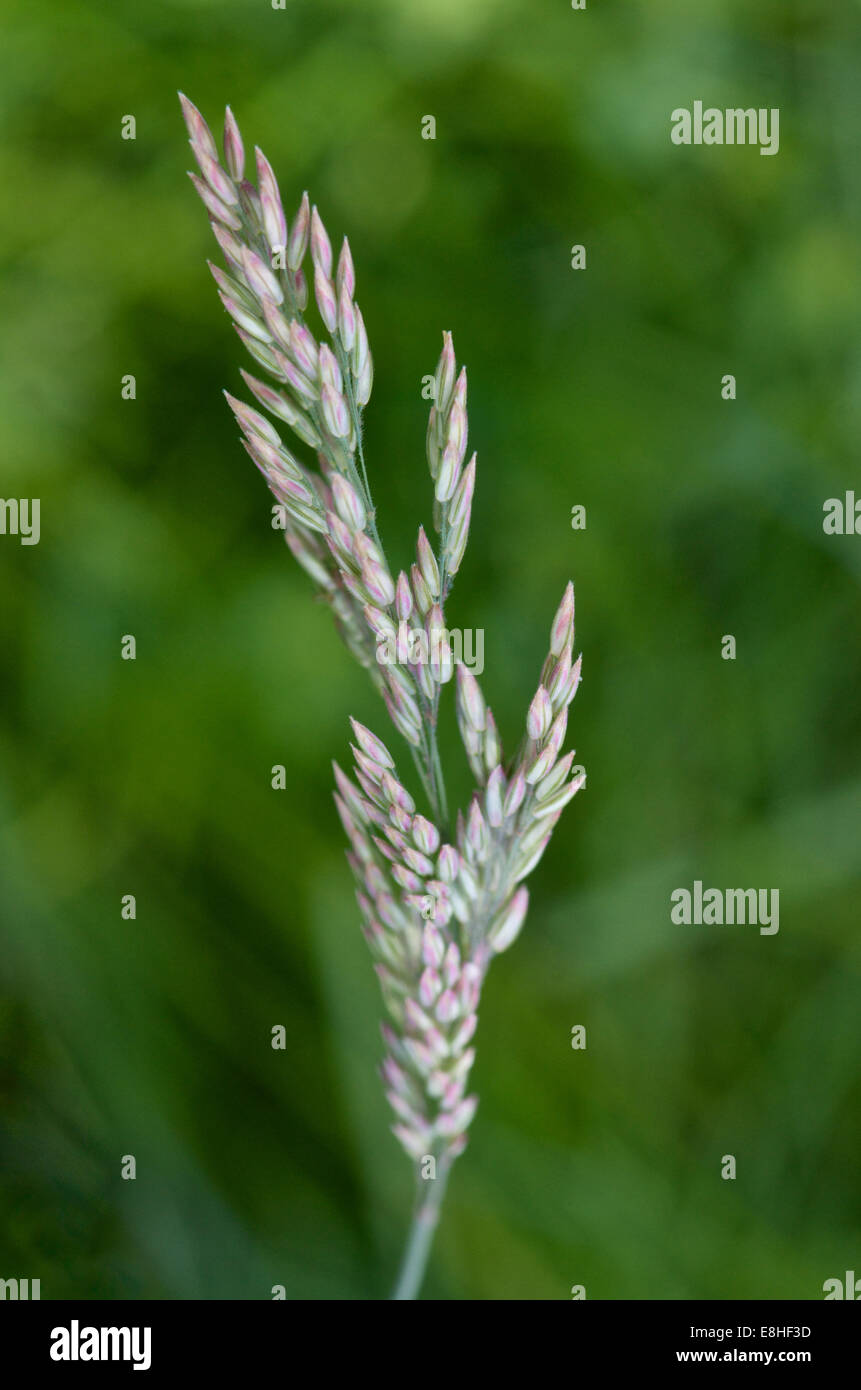 Orchard Grass Seed Shefalitayal