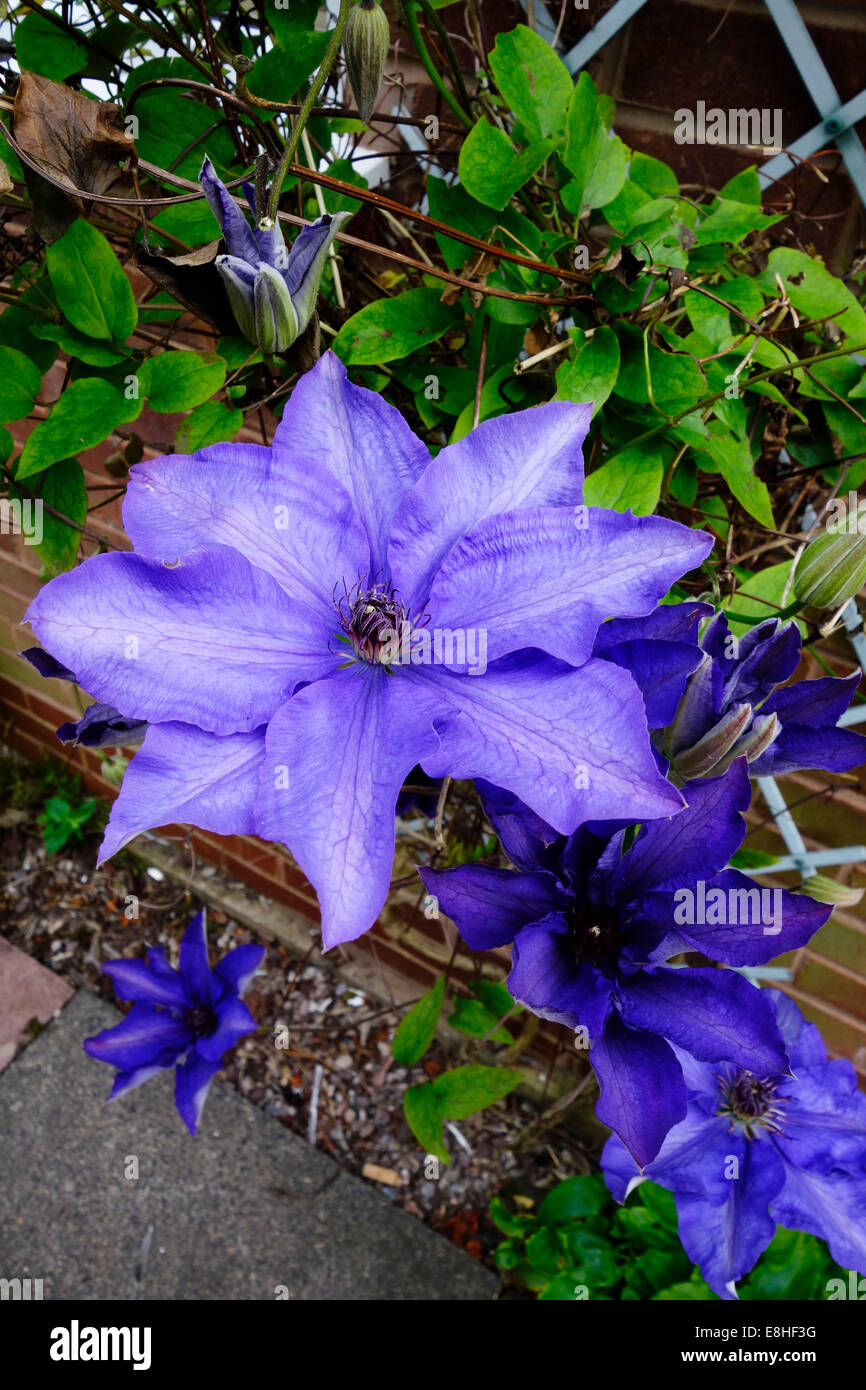 Clematis cultivar  'General Sikorski' in Flower Stock Photo