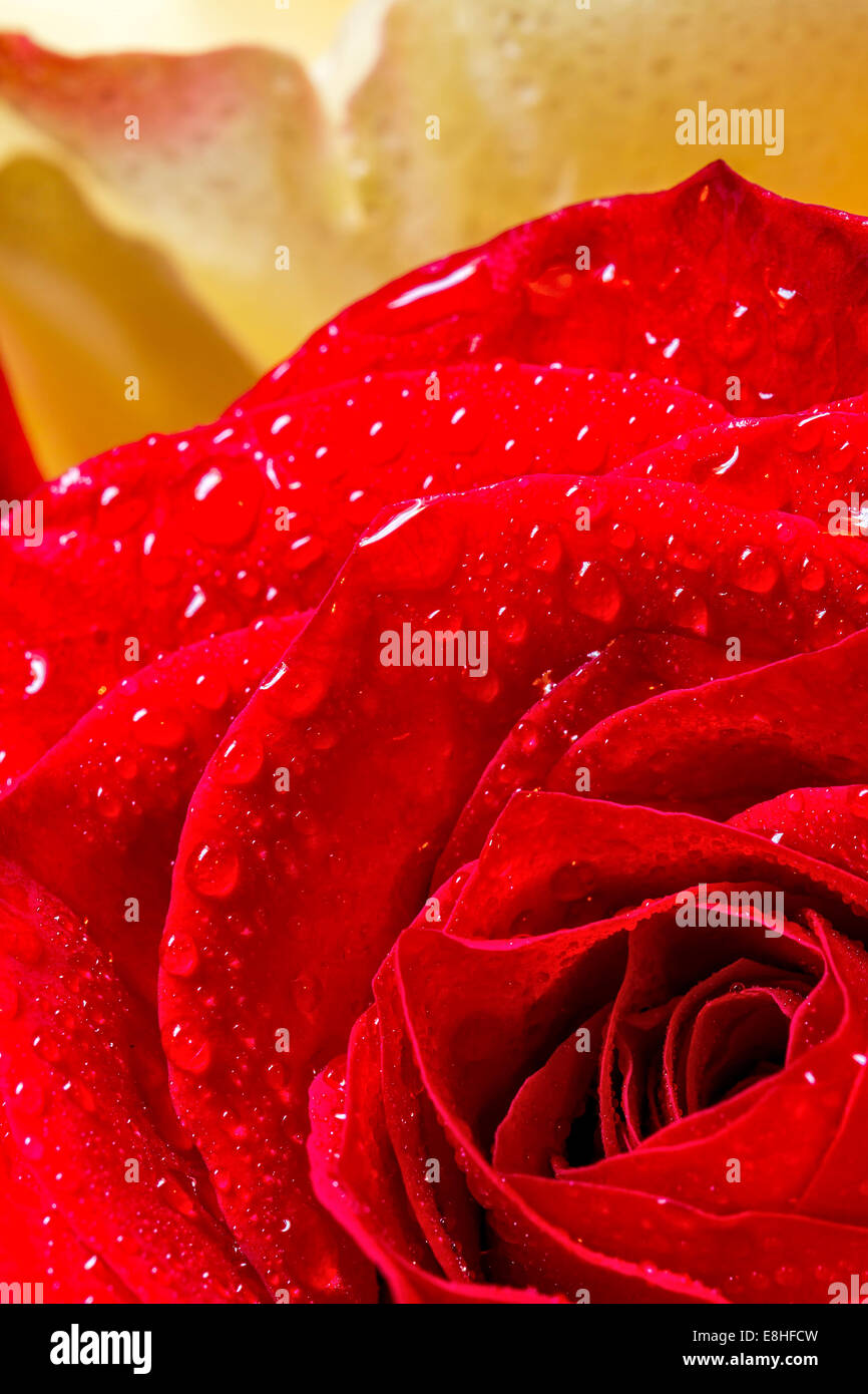 Beautiful red rose close up hi-res stock photography and images - Alamy