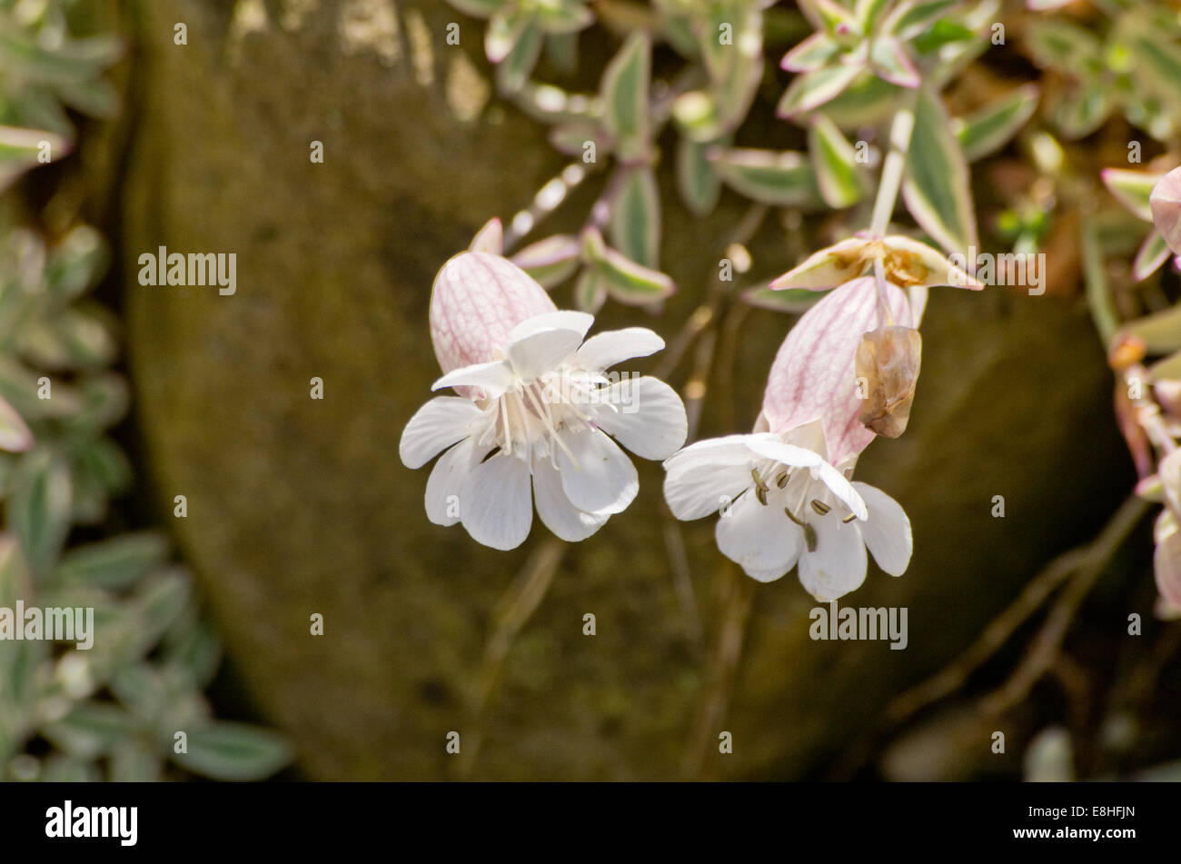 Silene uniflora Druetts Variagated Stock Photo