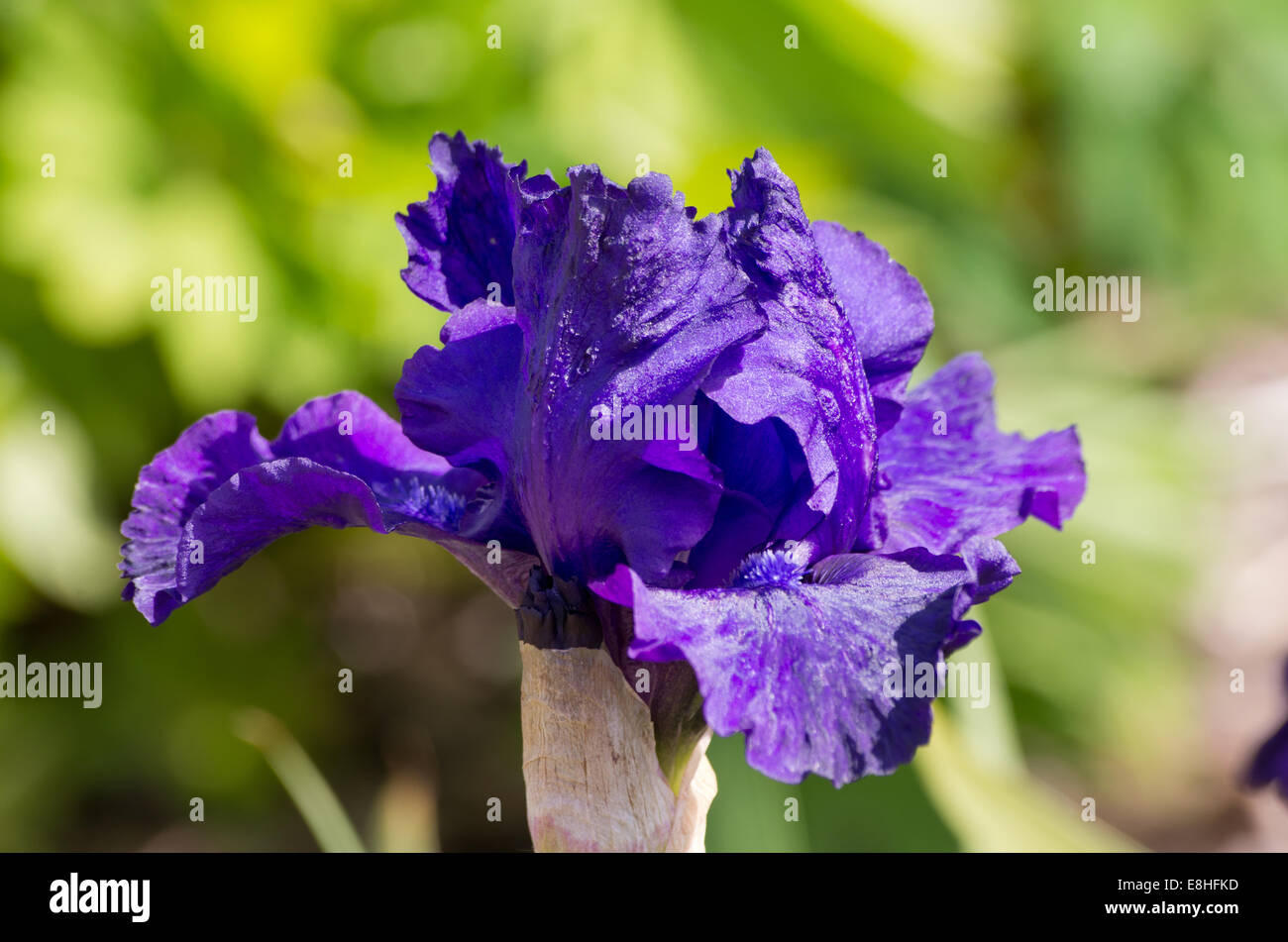 Iris Night Shift Stock Photo