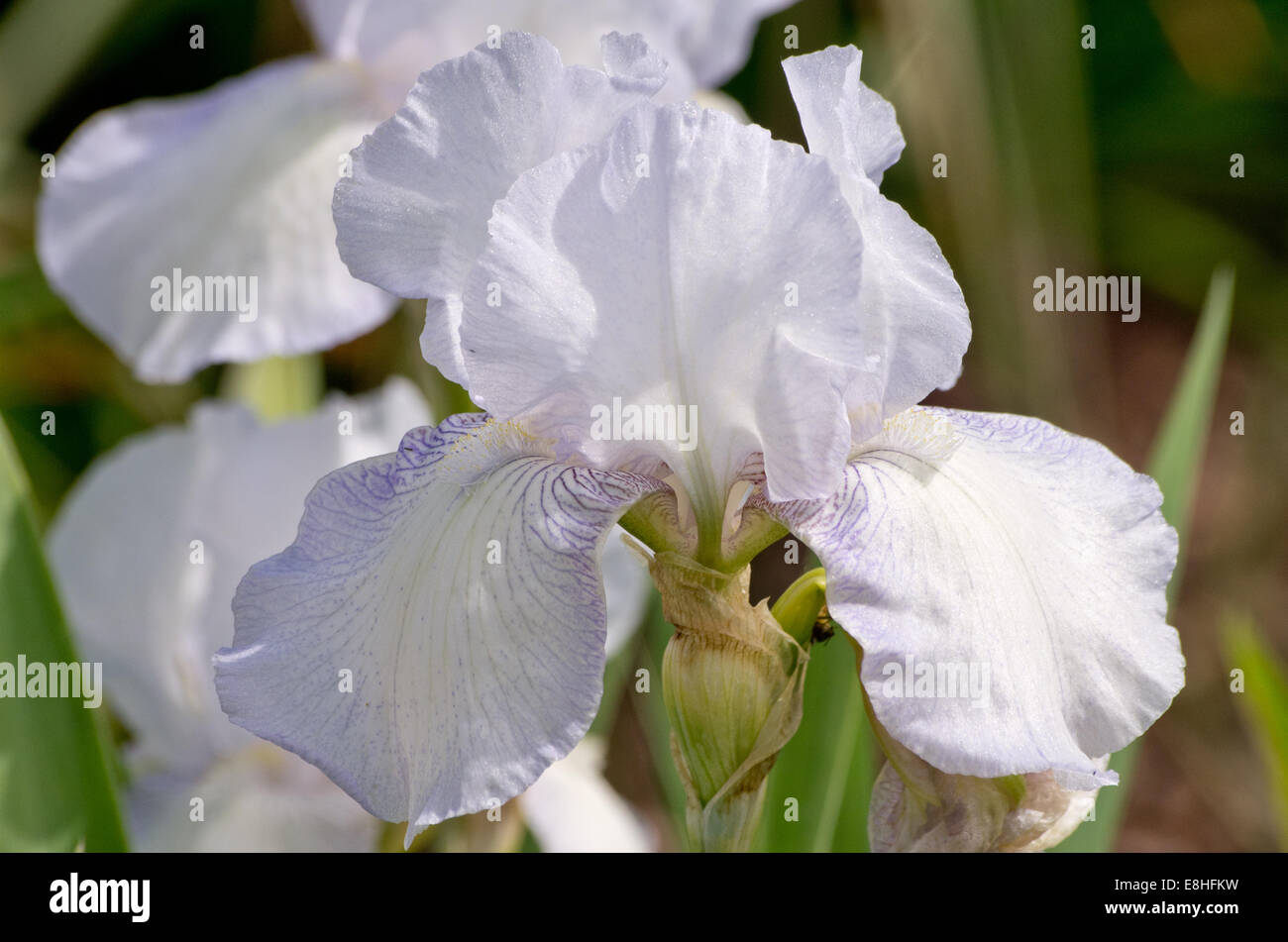 Iris English Cottage Stock Photo Alamy