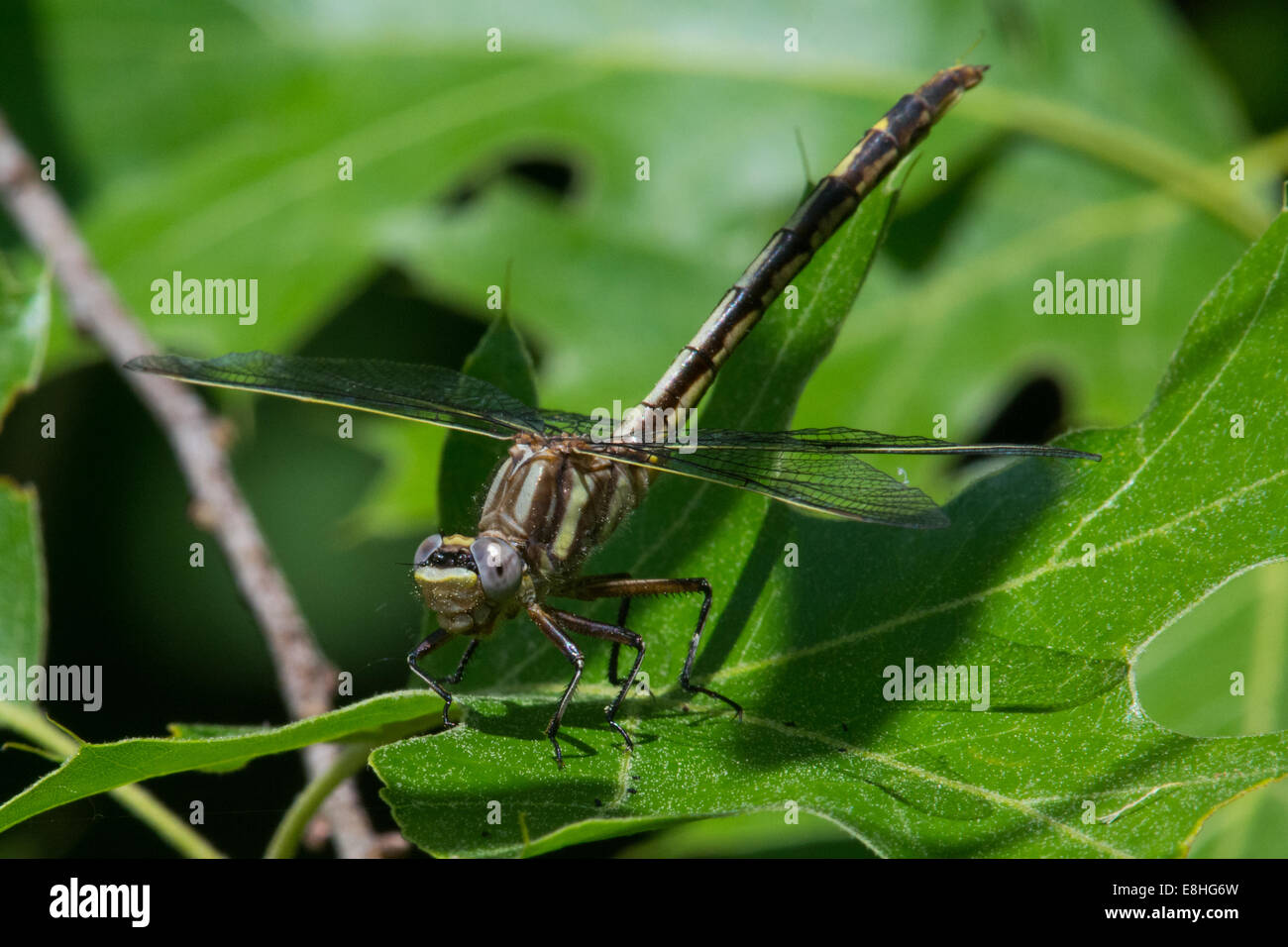 Dusky Clubtail perched on a leaf. Stock Photo