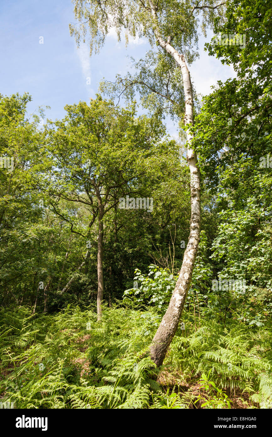 Silver Birch tree (Betula pendula) in woodlands at Rufford Abbey Country Park, Nottinghamshire, England, UK Stock Photo