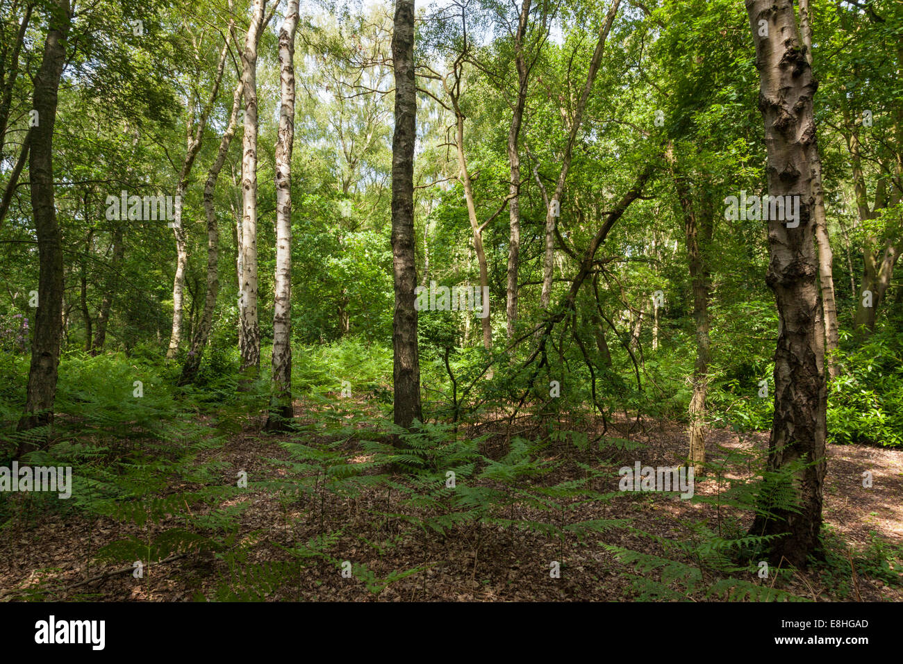 Woodland floor hi-res stock photography and images - Alamy