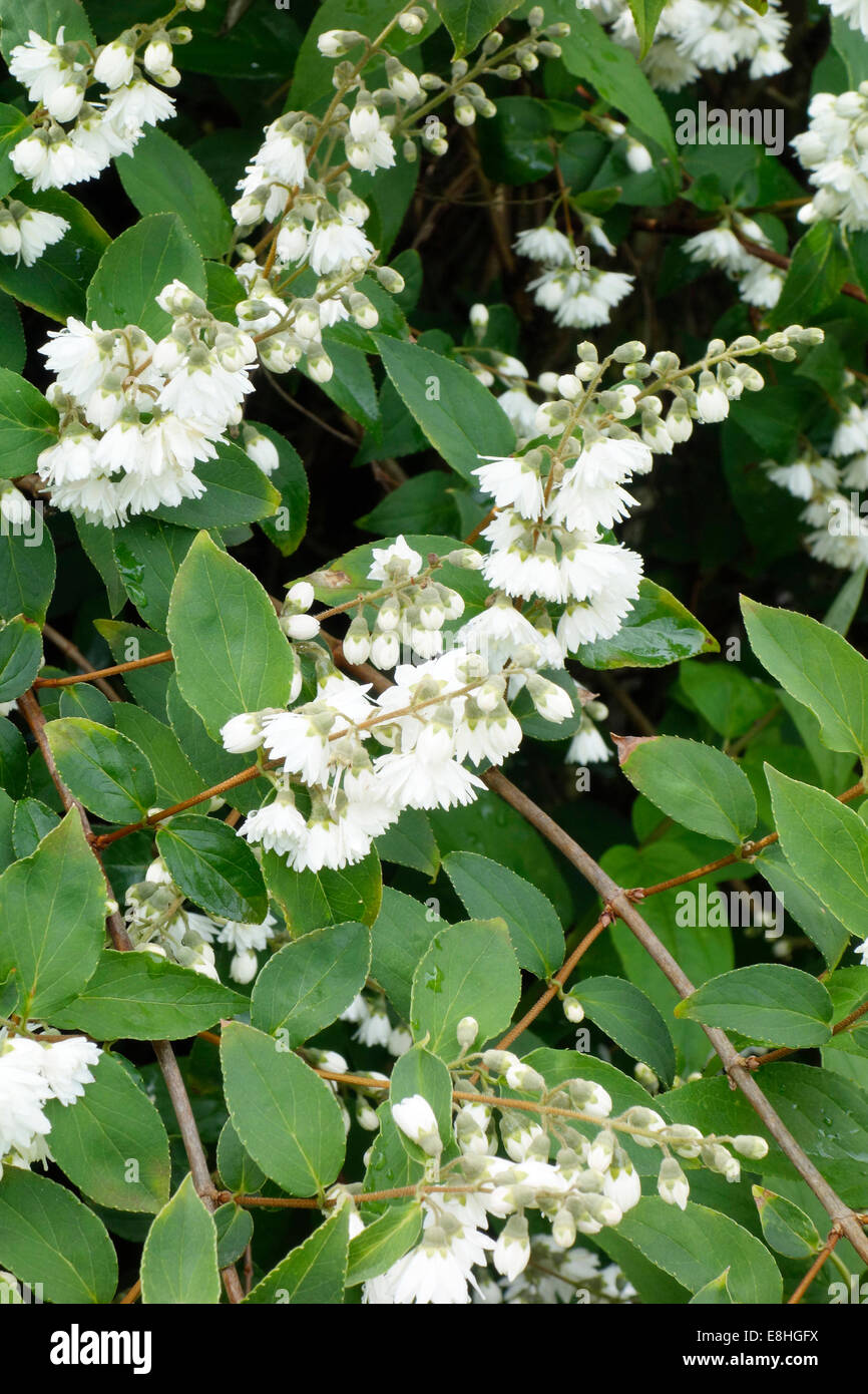 Deutzia scabra cultivar 'Candidissima' in Flower Stock Photo