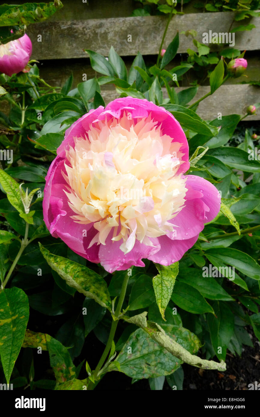 Paeonia lactiflora ( Paeony ) cultivar 'Bowl of Beauty' in Flower Stock Photo