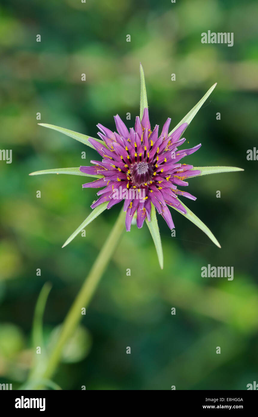 Detailed plant portrait  of Tragopogon porrifolius or Salsify flower Stock Photo