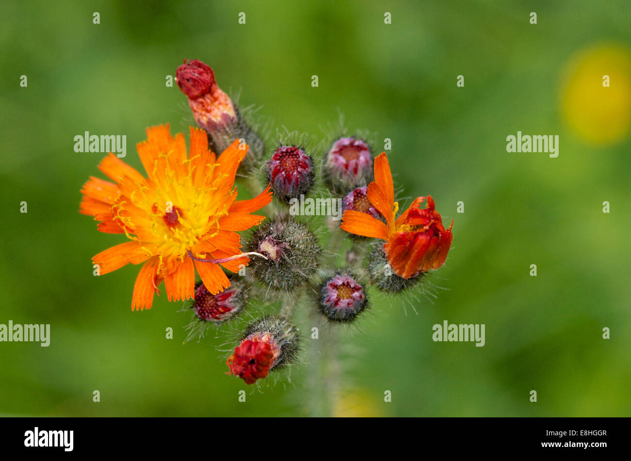 Hieracium aurantiacum, orange hawkweed, flower and bud detail Stock Photo