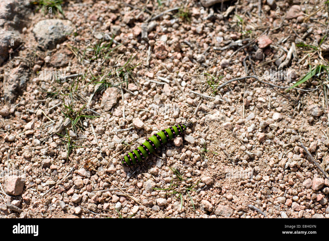 An unusual sighting of the larva of an Emperor Moth Saturnia pavonia on a pathway between the heather uplands of glen Tanar Stock Photo