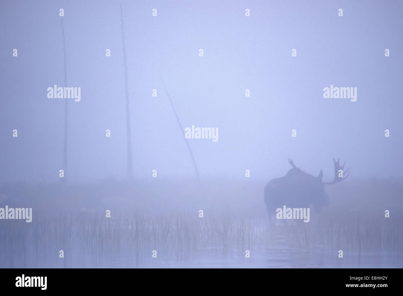 Mature bull moose in the north woods of Maine Stock Photo