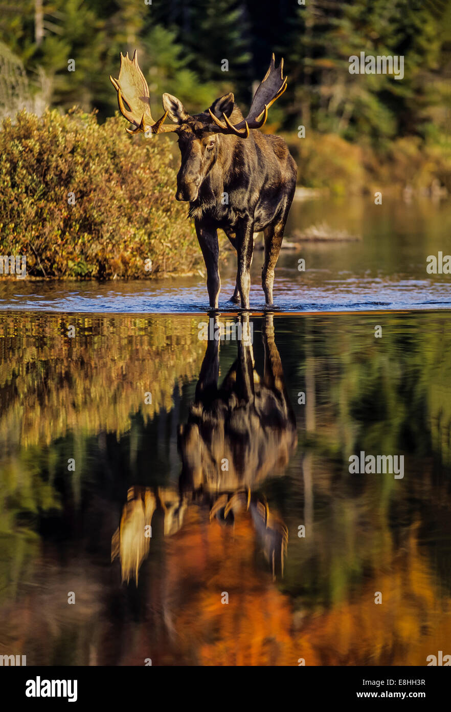 Mature bull moose in the north woods of Maine Stock Photo