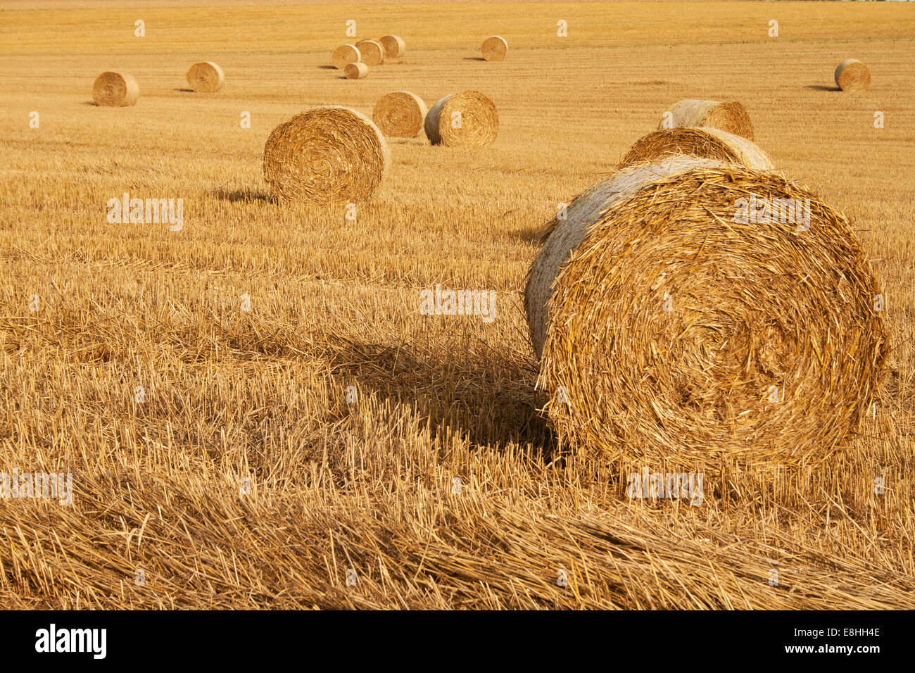Cereal grain field harvest hi-res stock photography and images - Alamy