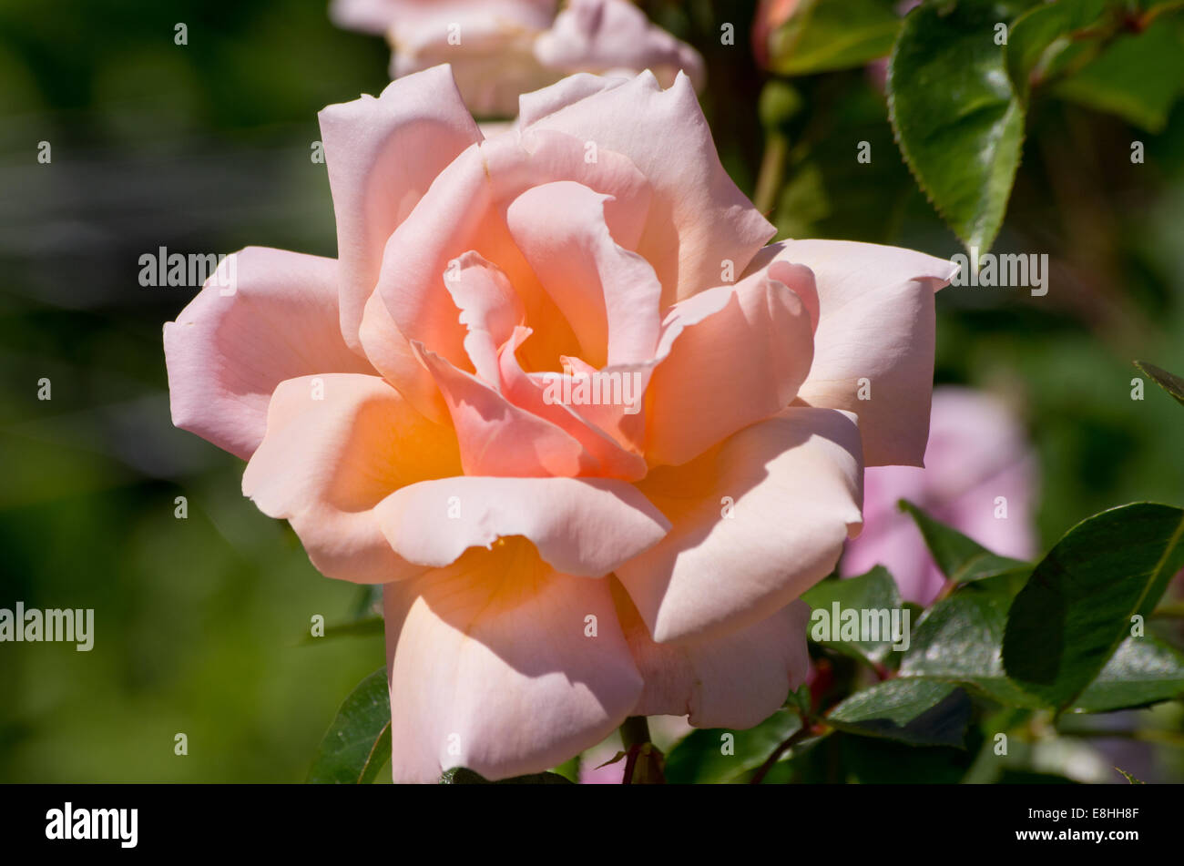Rose Gardeners Joy Stock Photo