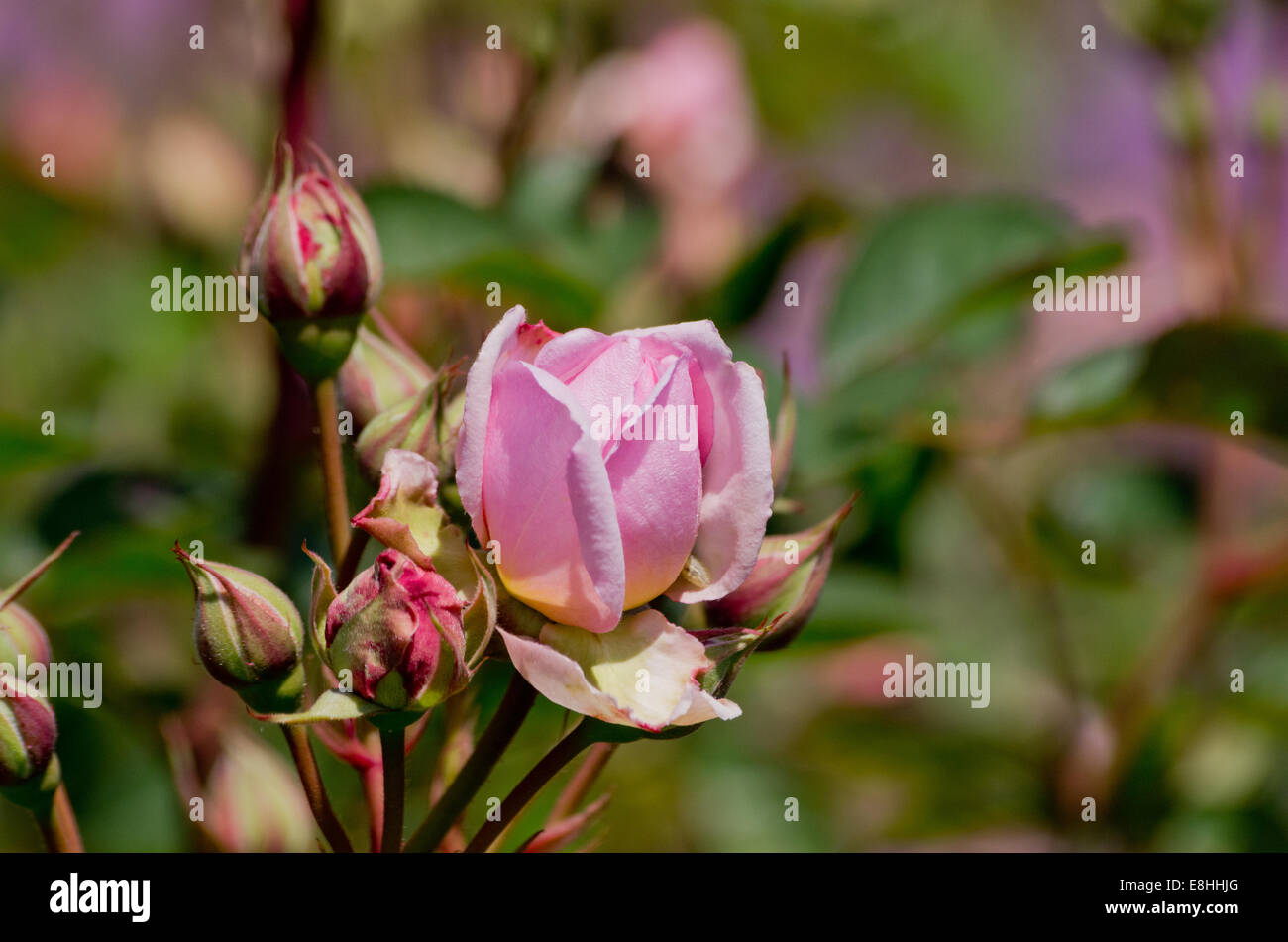 Felicia rose hi-res stock photography and images - Alamy