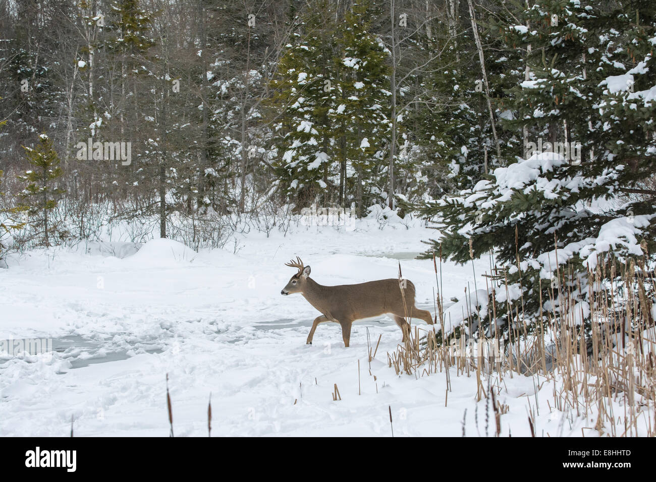 White-tailed Deer (Odocoileus virginianus) buck in snow and ice.  Acadia National Park, Maine, USA. Stock Photo