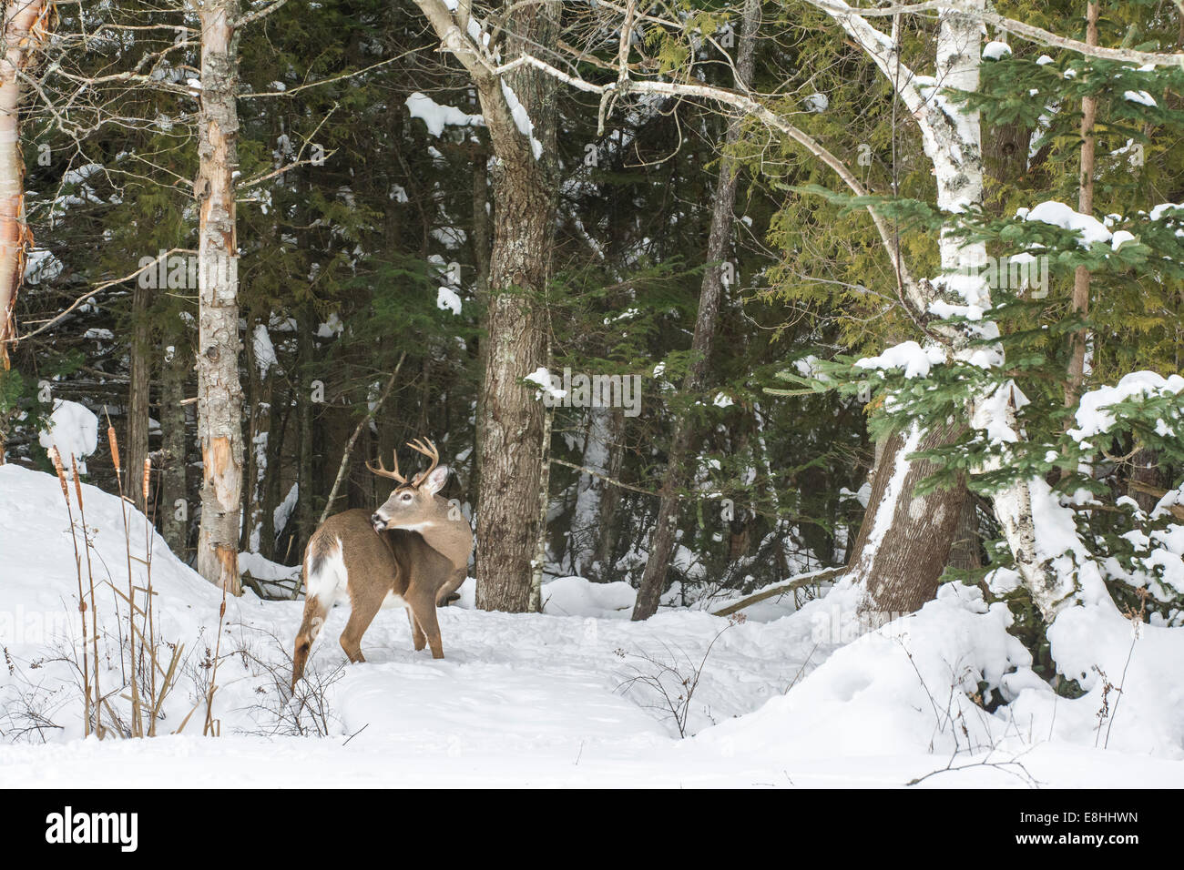 White-tailed Deer (Odocoileus virginianus) buck in winter.  Acadia National Park, Maine, USA. Stock Photo