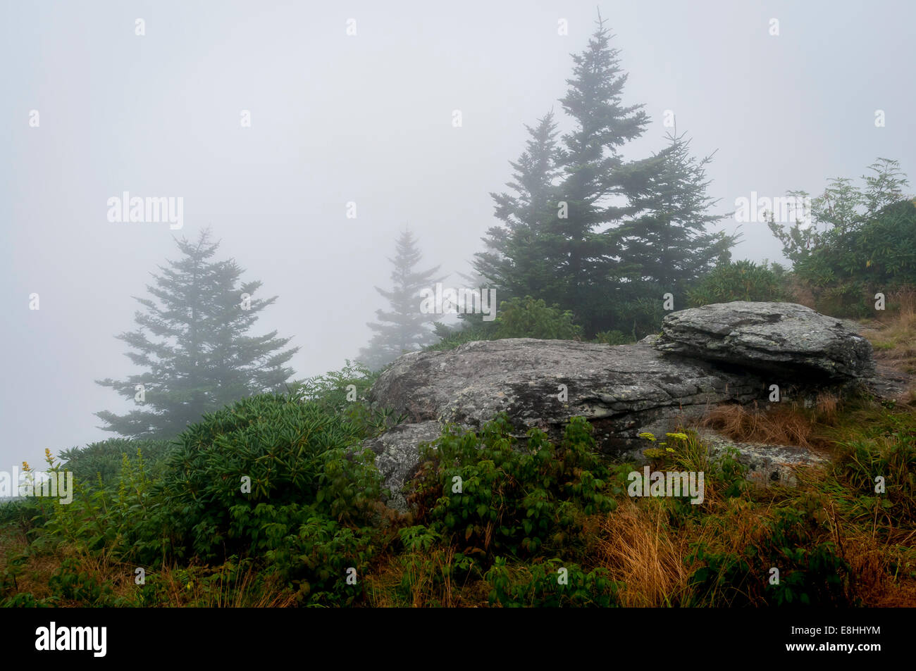 Spruce trees on a foggy morning on Roan Mountain in Pisgah National