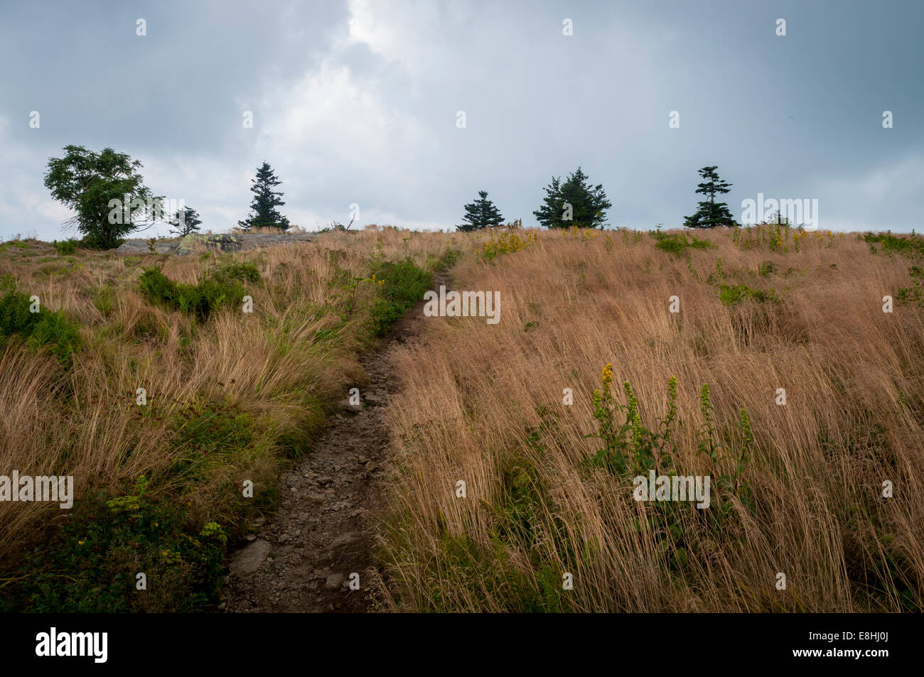 The Grassy Ridge Trail on the top of Roan Mountain in Pisgah National