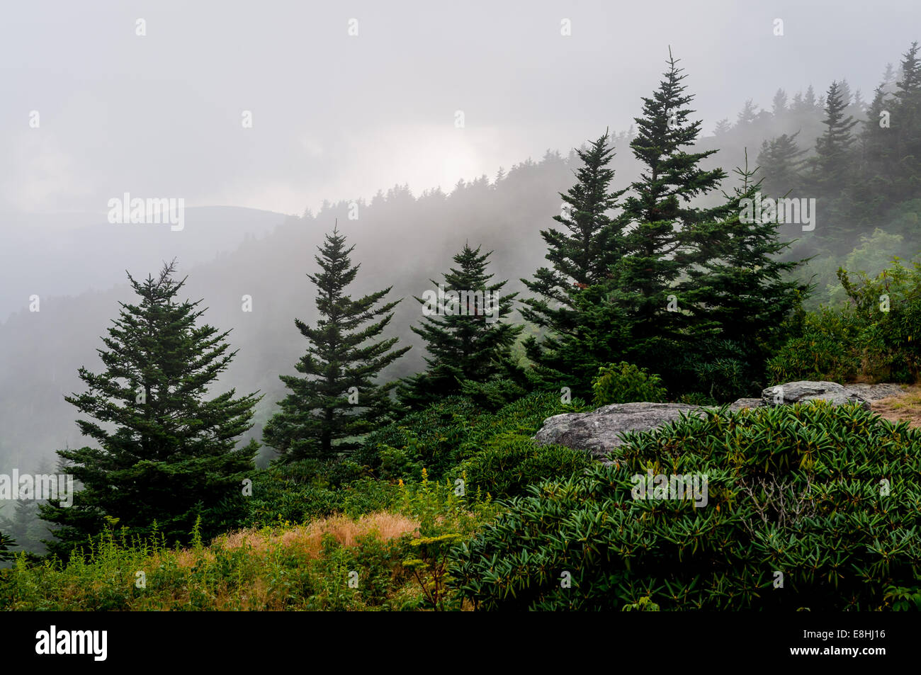 Roan mountain tennessee High Resolution Stock Photography and Images ...