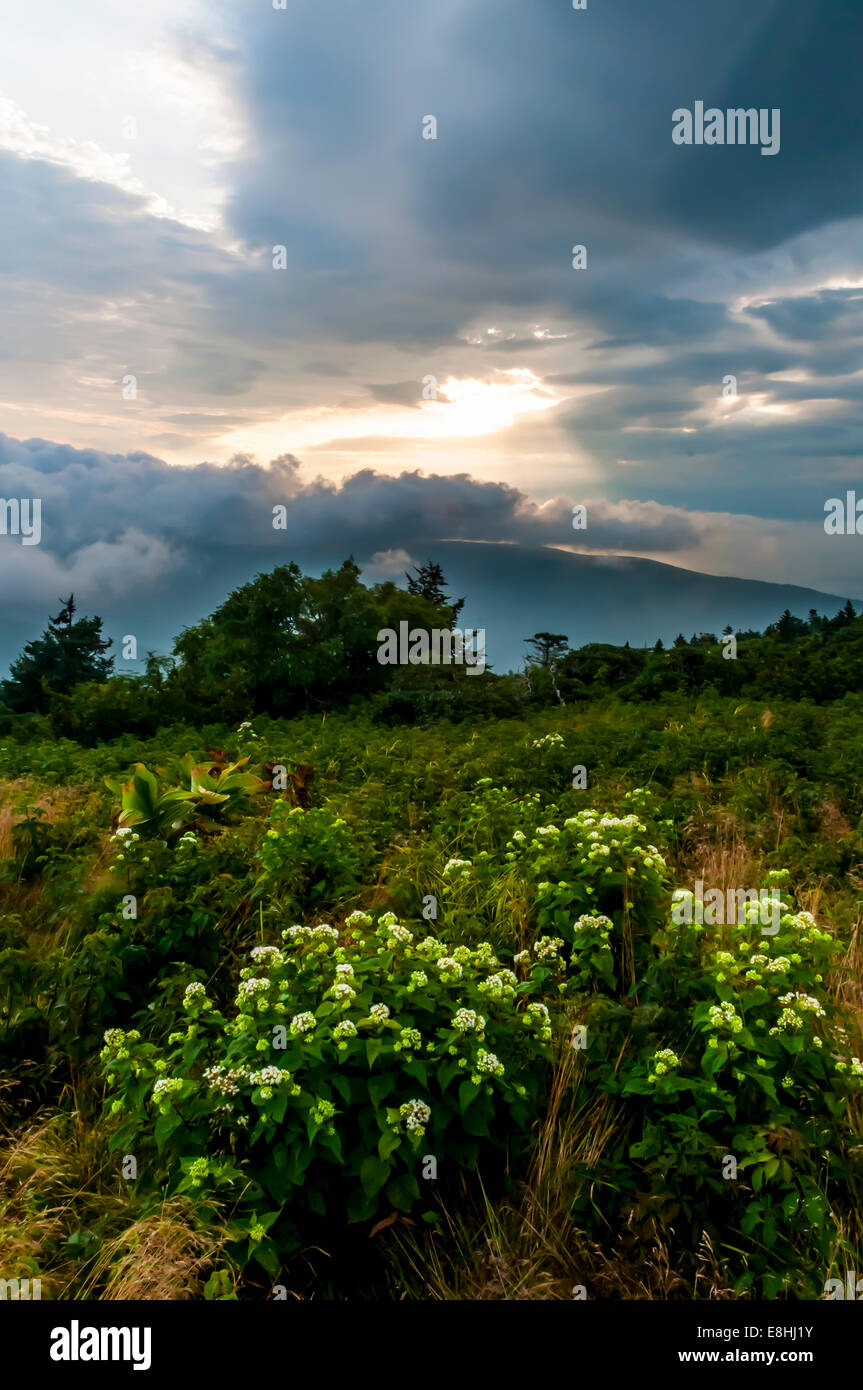 A summer sunrise view from Gassy Ridge Bald on Roan Mountain in Pisgah