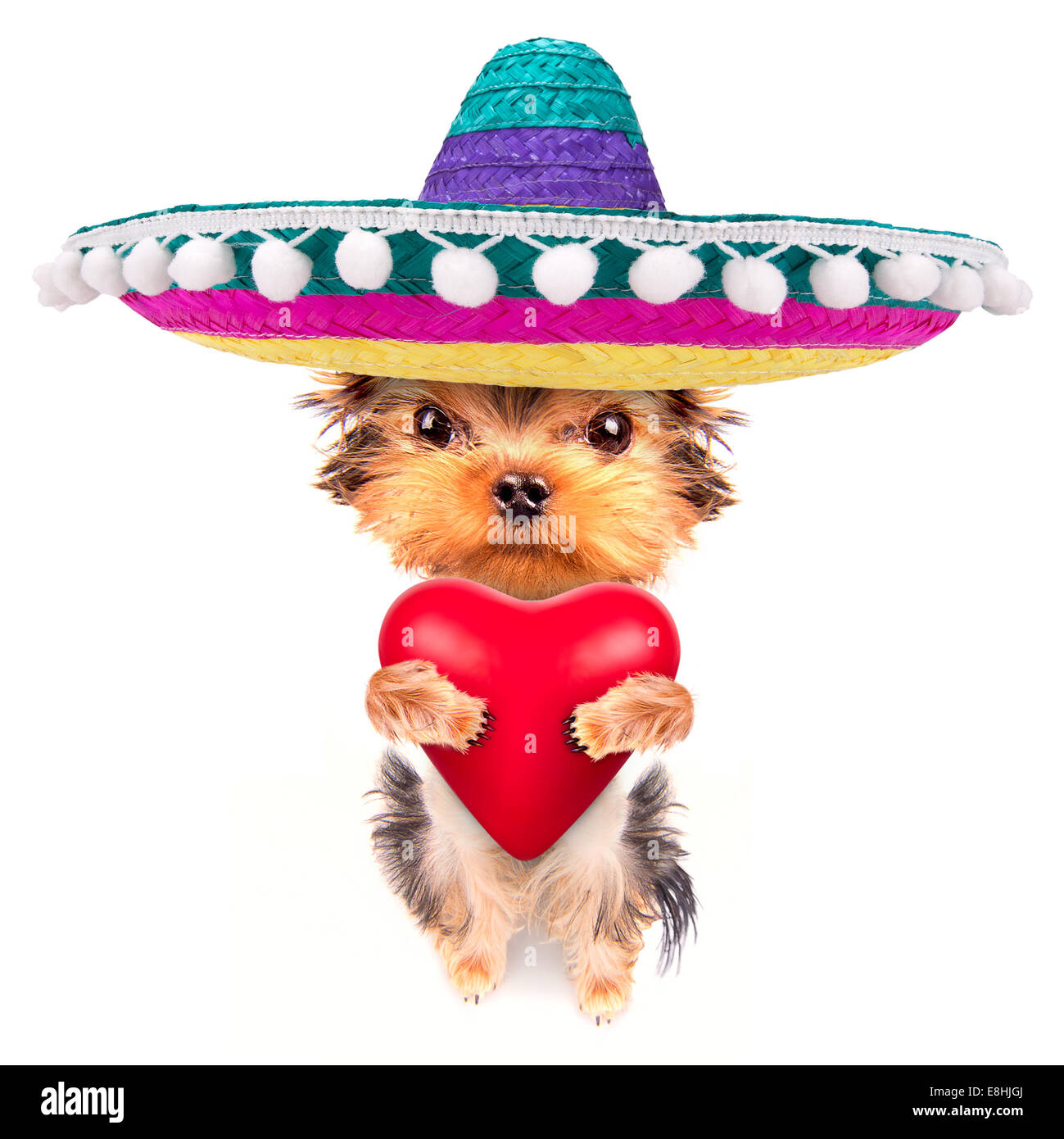 cute lover valentine puppy dog with a red heart isolated on white ...