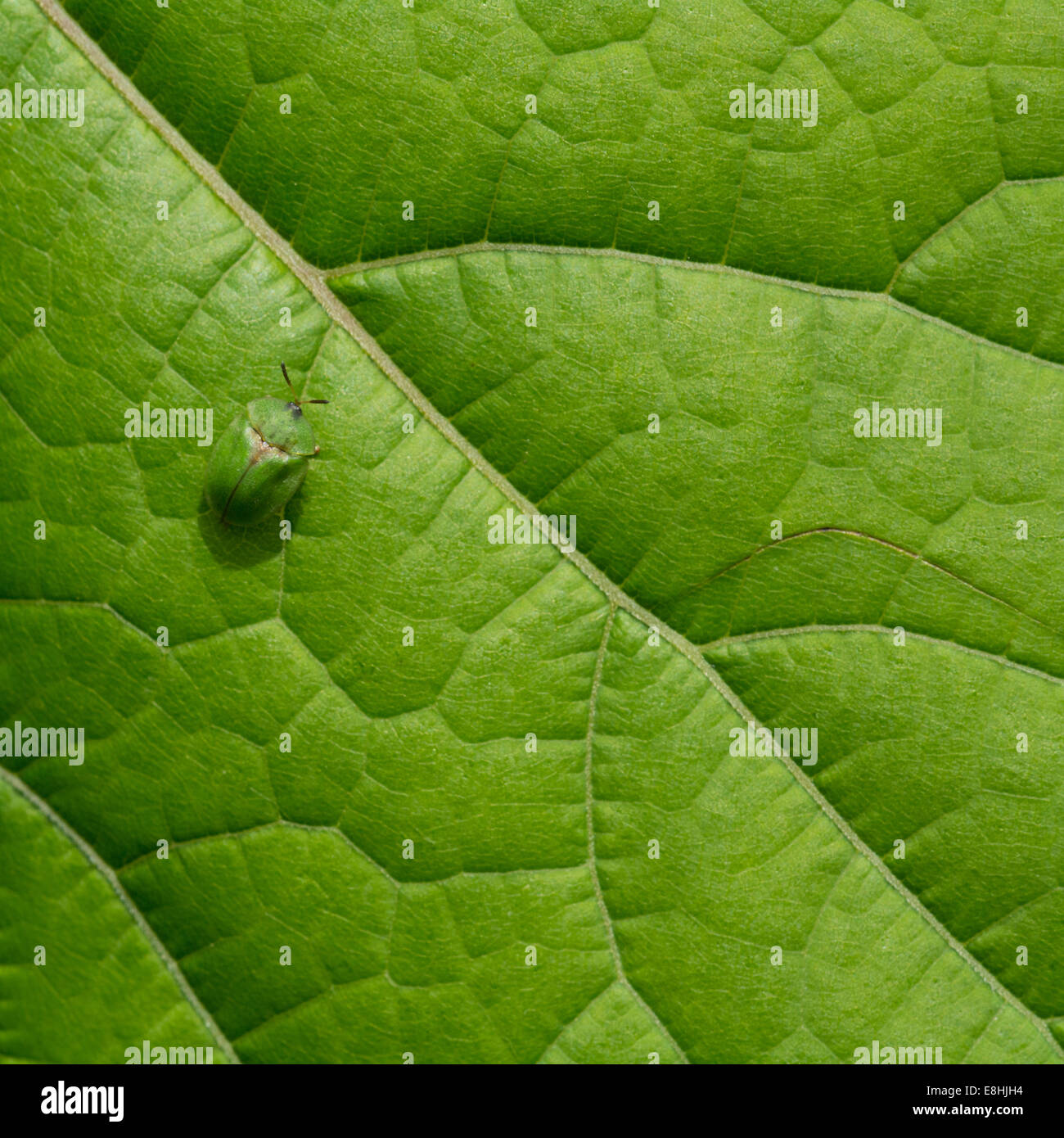 Thistle Tortoise Beetle on a leaf. Stock Photo