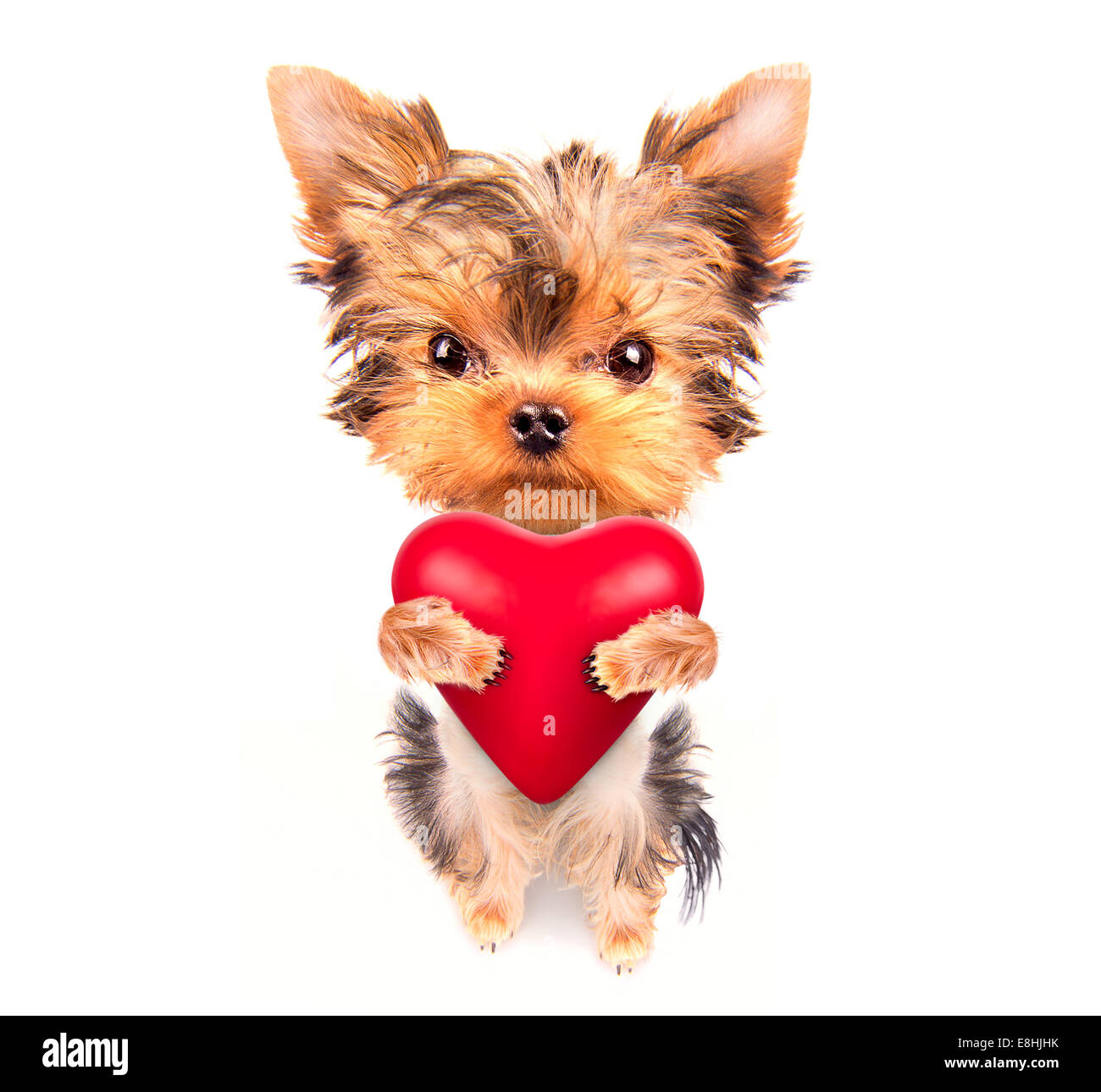 cute lover valentine puppy dog with a red heart isolated on white ...