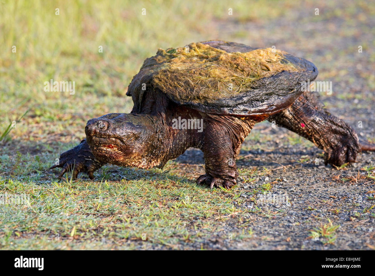 Eastern snapping turtle, (Chelydra s. serpentina), walking between ponds Stock Photo
