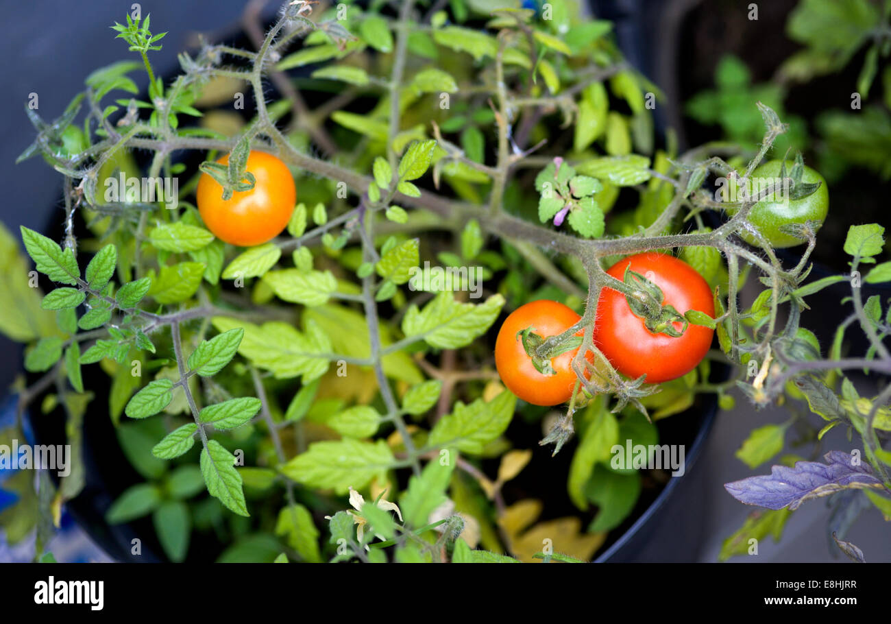 The impossible dream tomatoes turning red in a scottish garden Stock