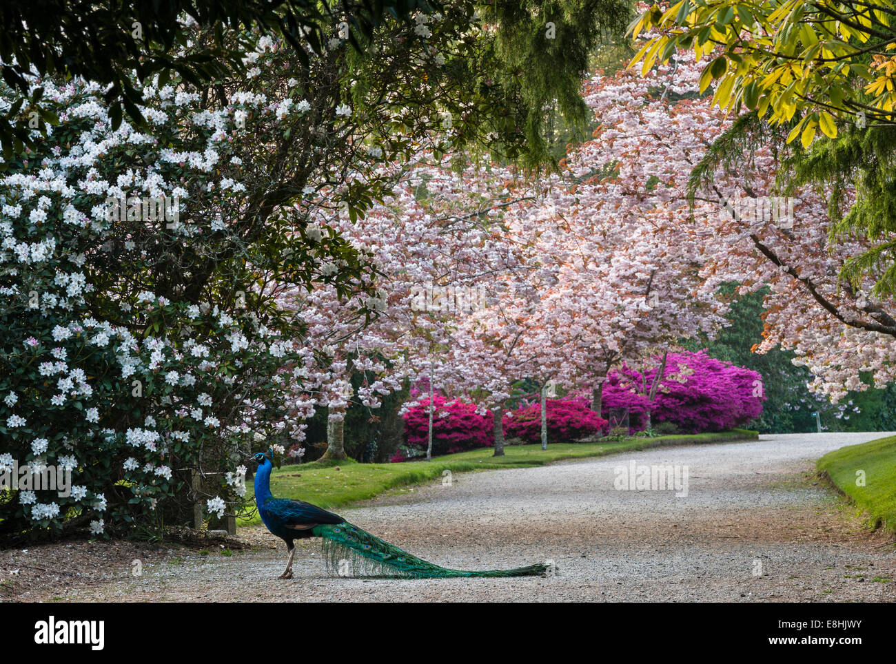 A peacock in the avenue of flowering cherry trees in springtime, in the gardens of the Trevarno Estate, Helston, Cornwall (now closed to the public) Stock Photo