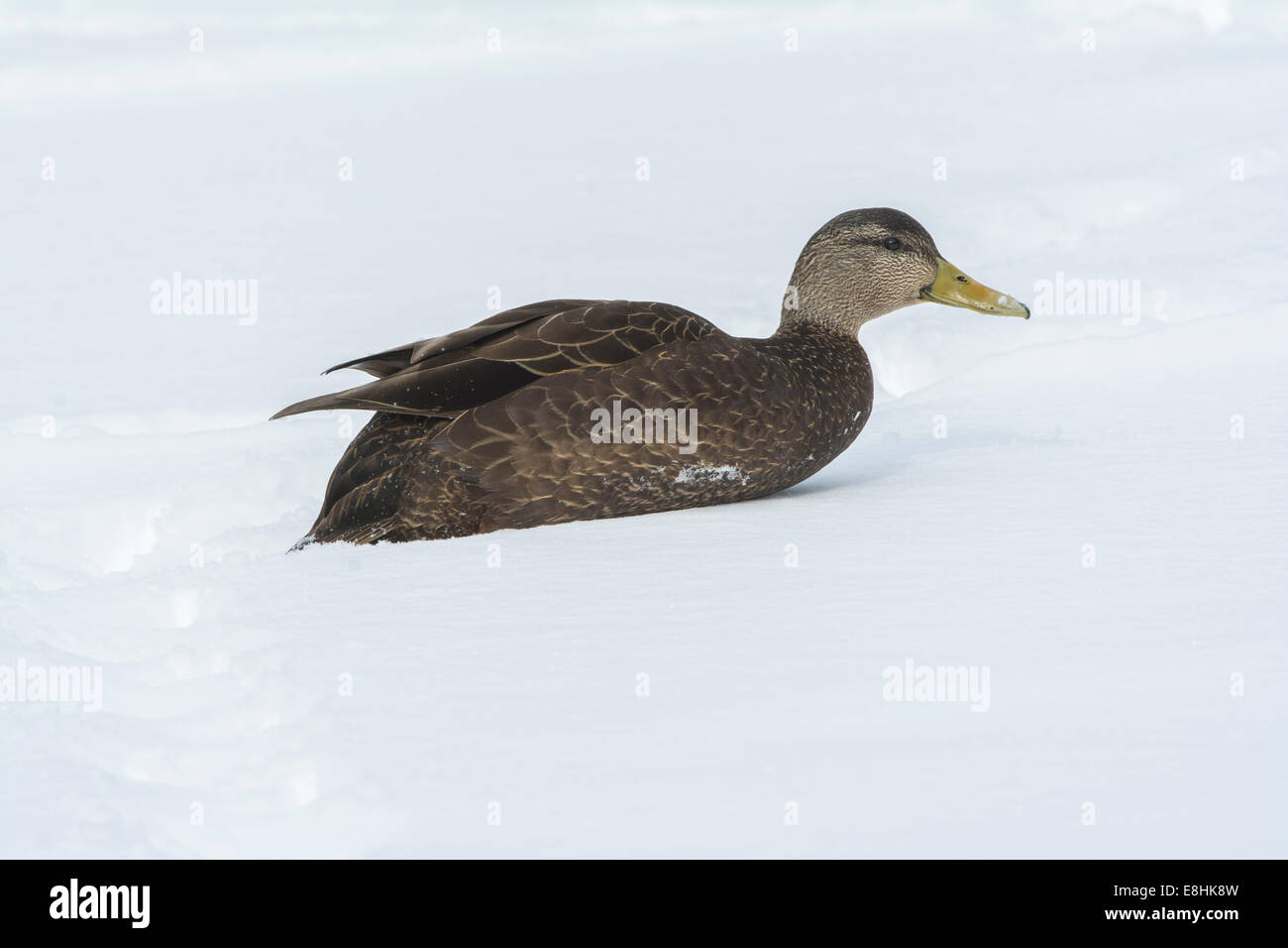 American Black Duck (Anas rubripes).  Acadia National Park, Maine, USA. Stock Photo