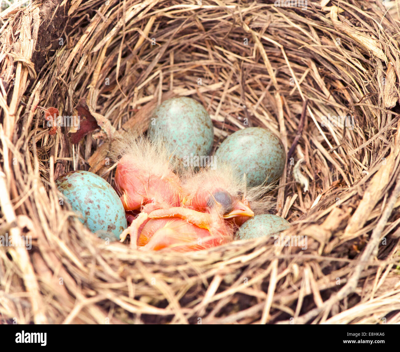 hatching thrush birds Stock Photo