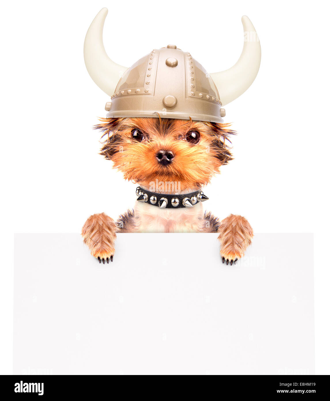 dog viking hat