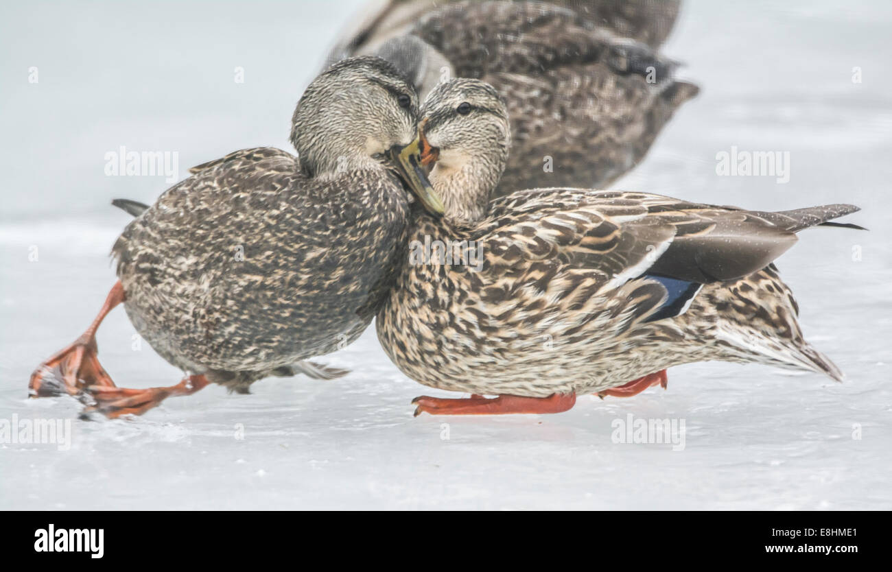 American Black Duck (Anas rubripes) and Mallard (Anas platyrhynchos).  Acadia National Park, Maine, USA. Stock Photo
